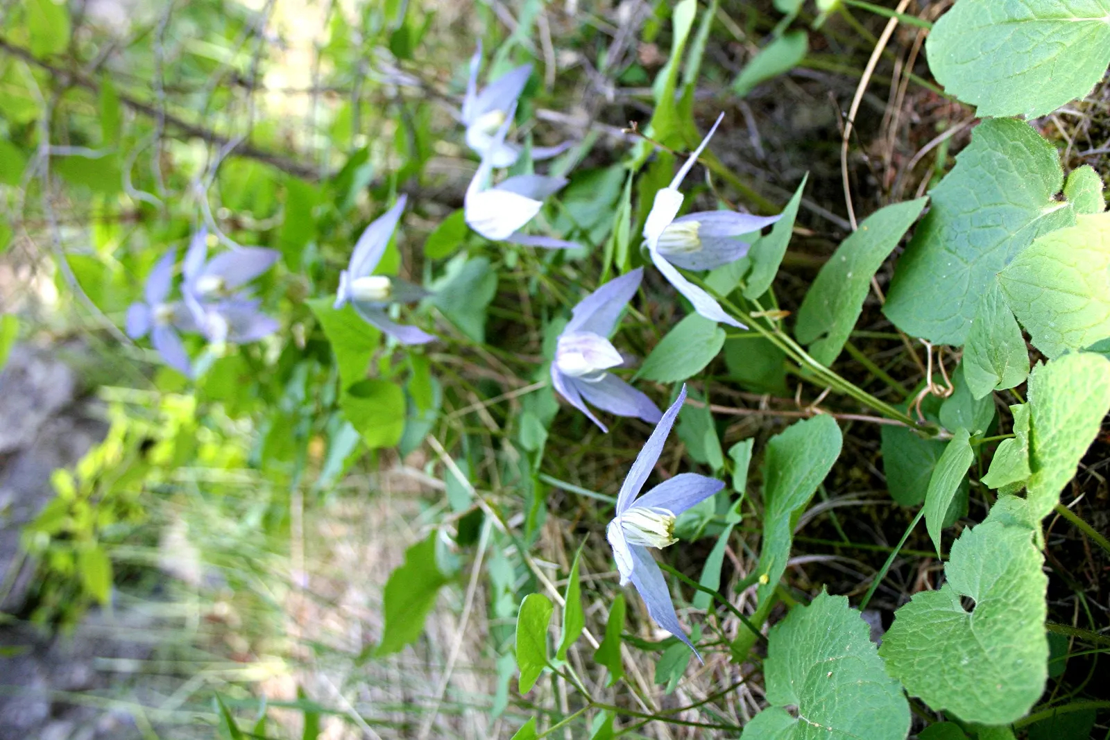 Rock Clematis (Clematis Columbiana) — the Rock Clematis produces petites flowers