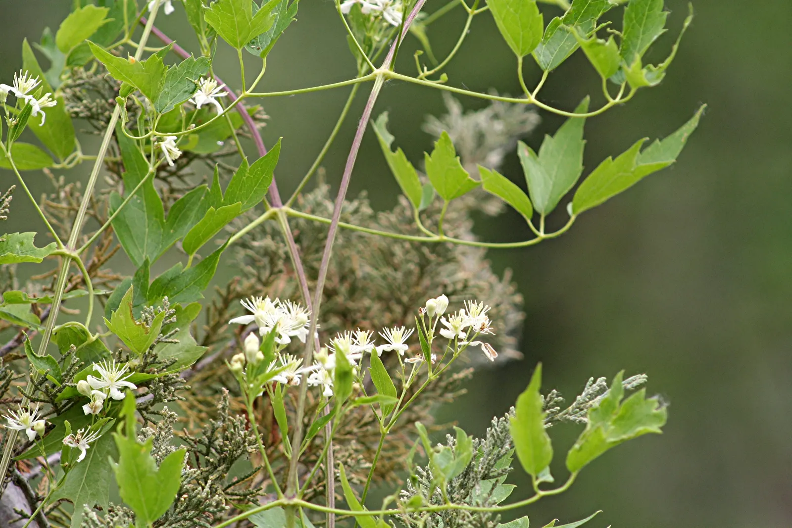 Rock Clematis (Clematis Columbiana) — bell-shaped violet flowers with four sepals