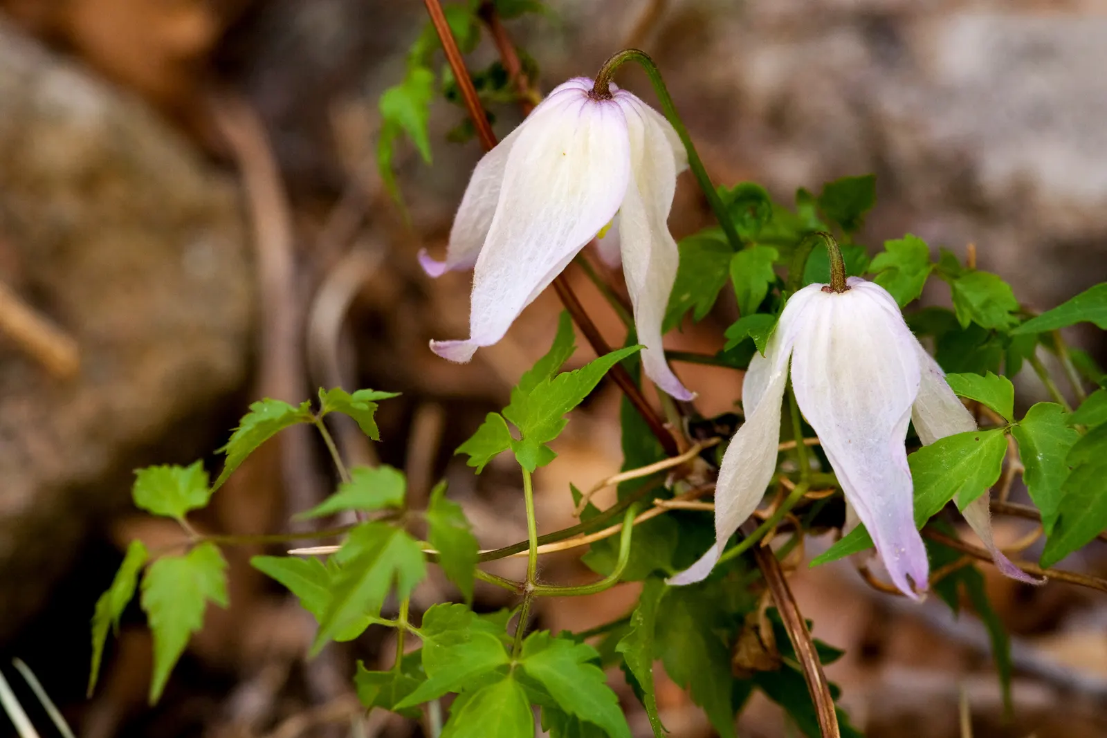 Rock Clematis (Clematis Columbiana) — The Rock Clematis (Clematis columbiana) is a perennial vine, thriving in full sun to partial shade; plant with caution