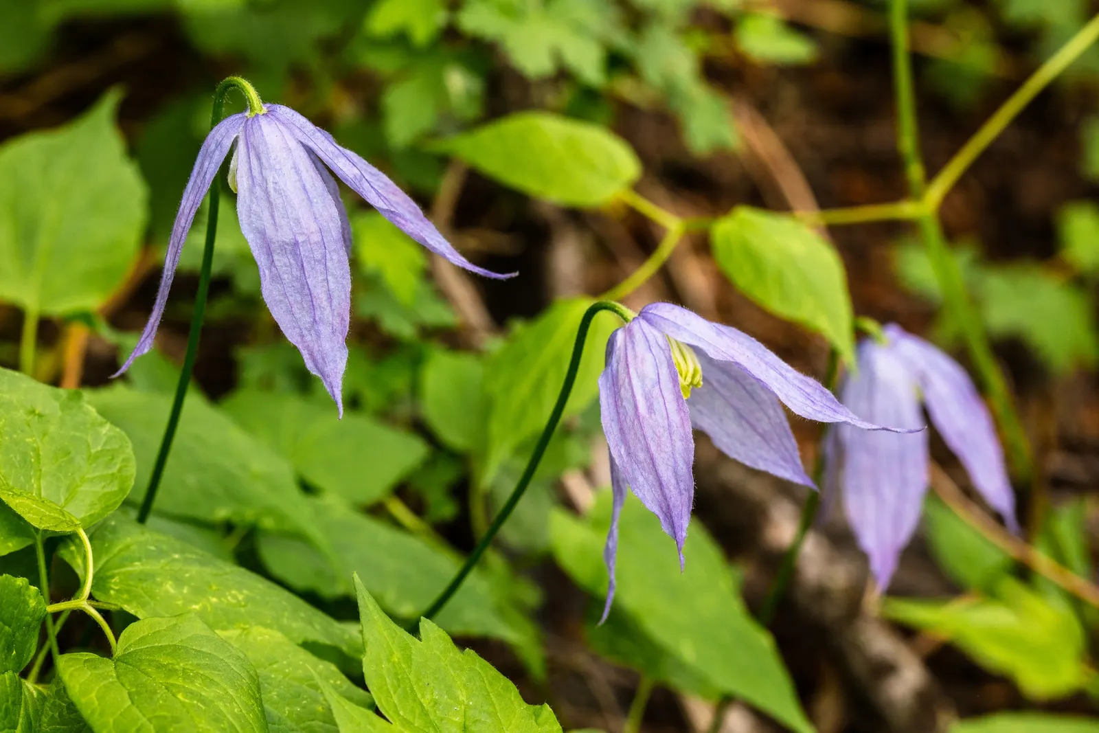 Rock Clematis (Clematis Columbiana) — the plant reveals ornamental