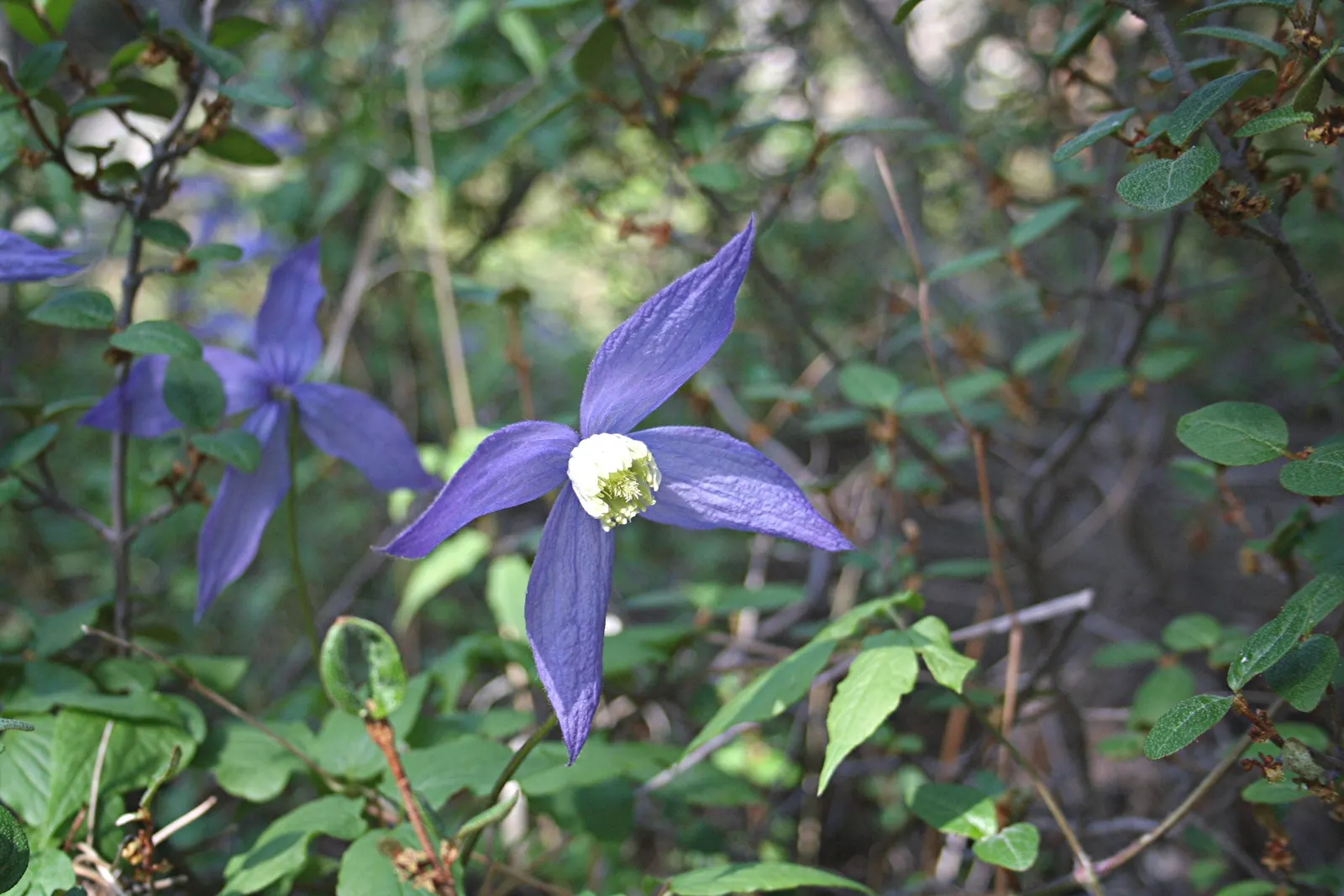 Rock Clematis (Clematis Columbiana) — Pair with low perennials to add vertical interest to your landscape; scientifically known as Clematis columbiana