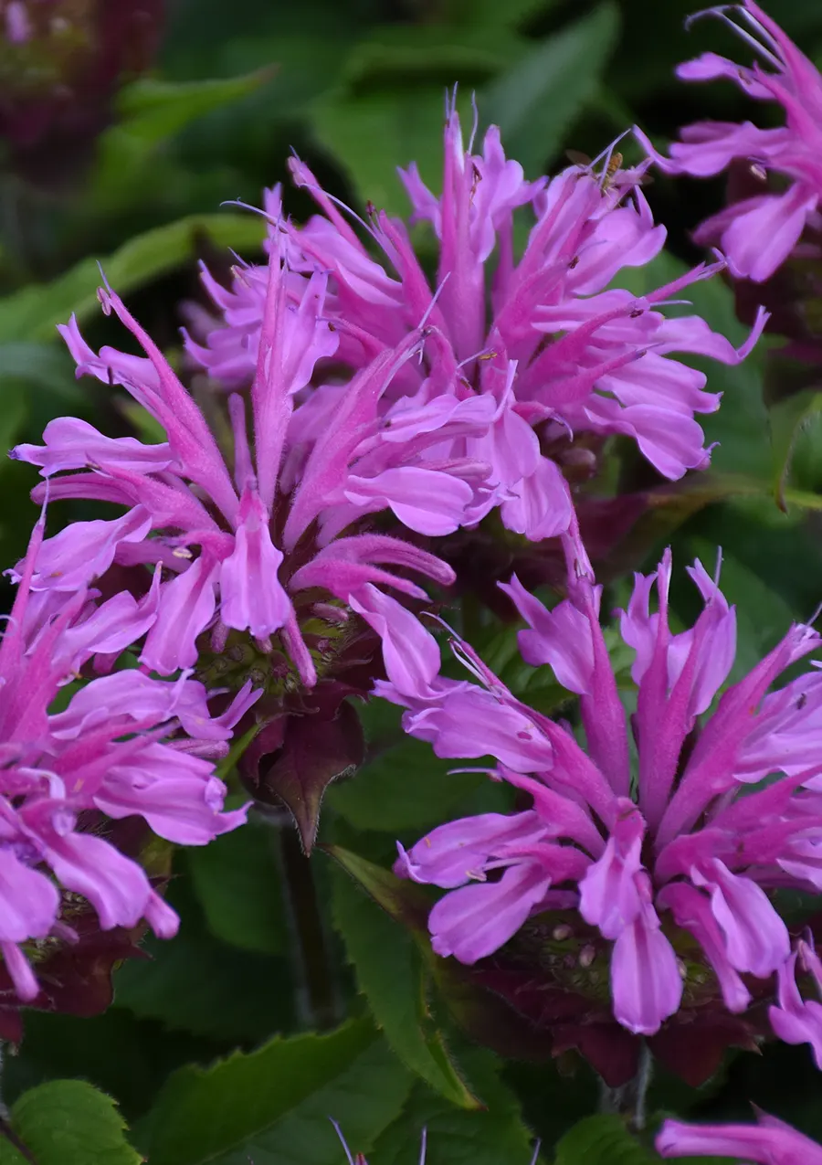 'Pardon My Lavender II' Bee Balm (Monarda didyma) — It forms a tidy clump 14-18 inches tall and 22-28 inches wide