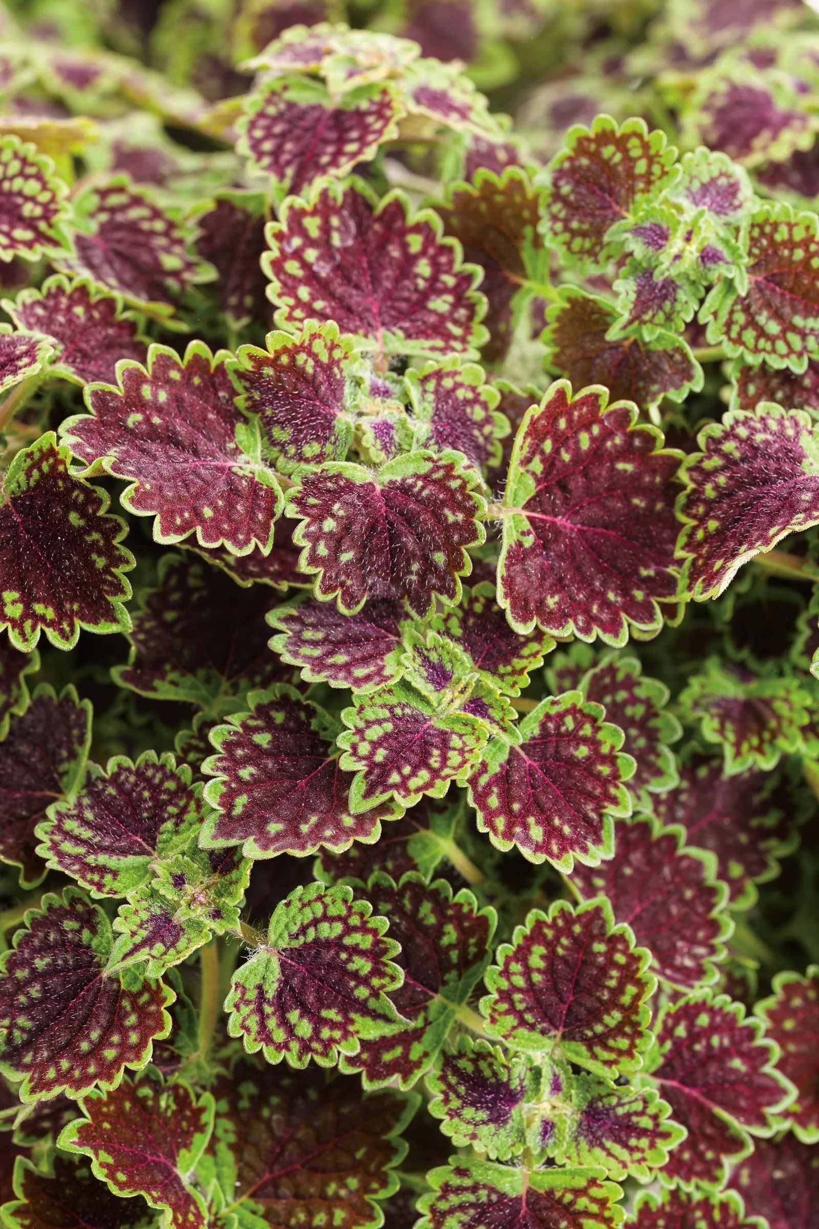 Chocolate Drop Coleus (Coleus scutellarioides) — Introduce your plants slowly to outdoor conditions in spring; treat for disease and insects before, image 121