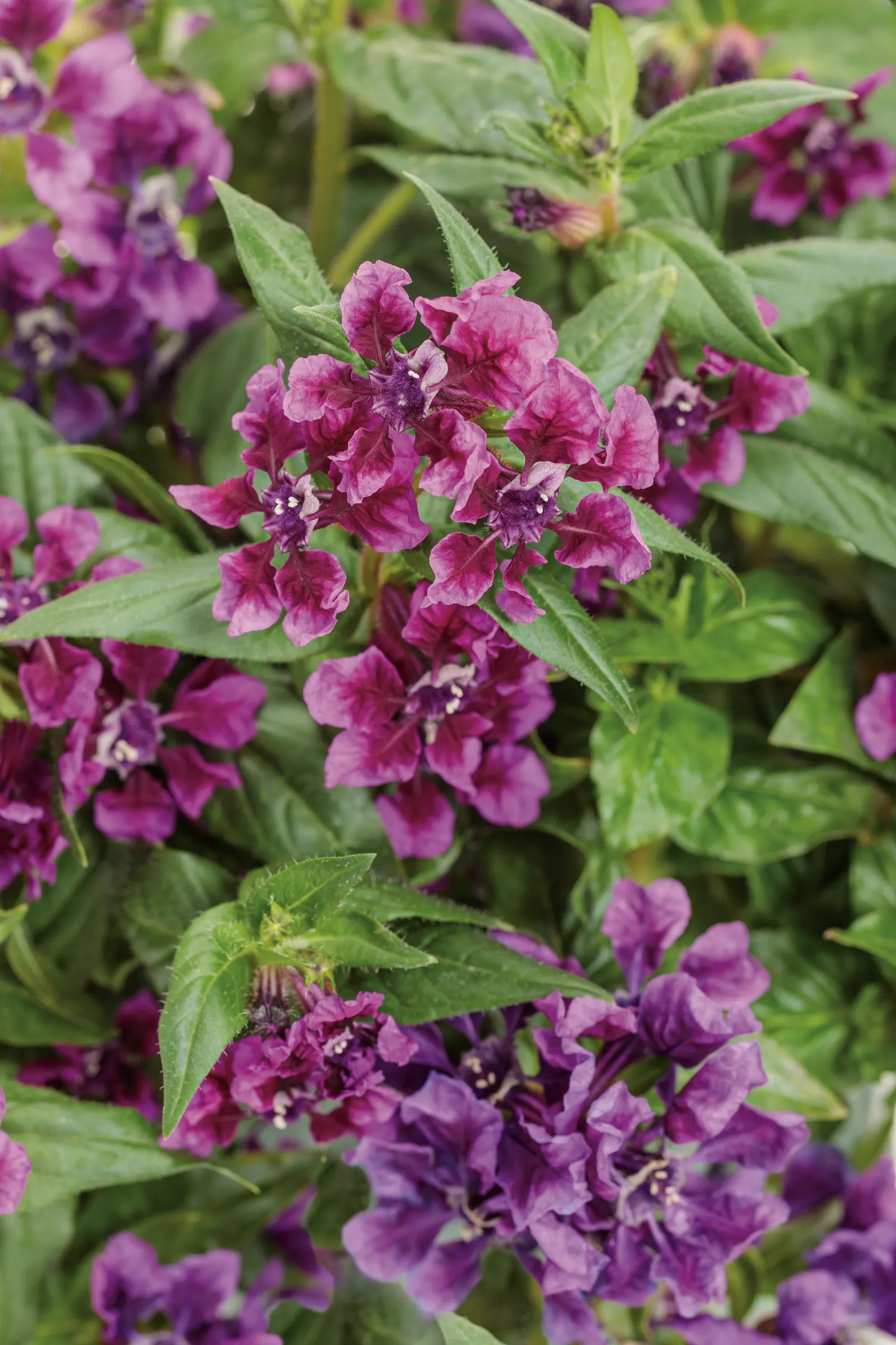 Vivid Violet™ cuphea (Cuphea procumbens) — bitone flowers open in a vivid violet purple