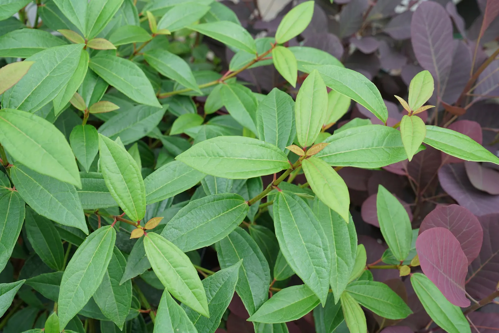 Yang® David viburnum — The Viburnum Yang® is a compact evergreen shrub with thick