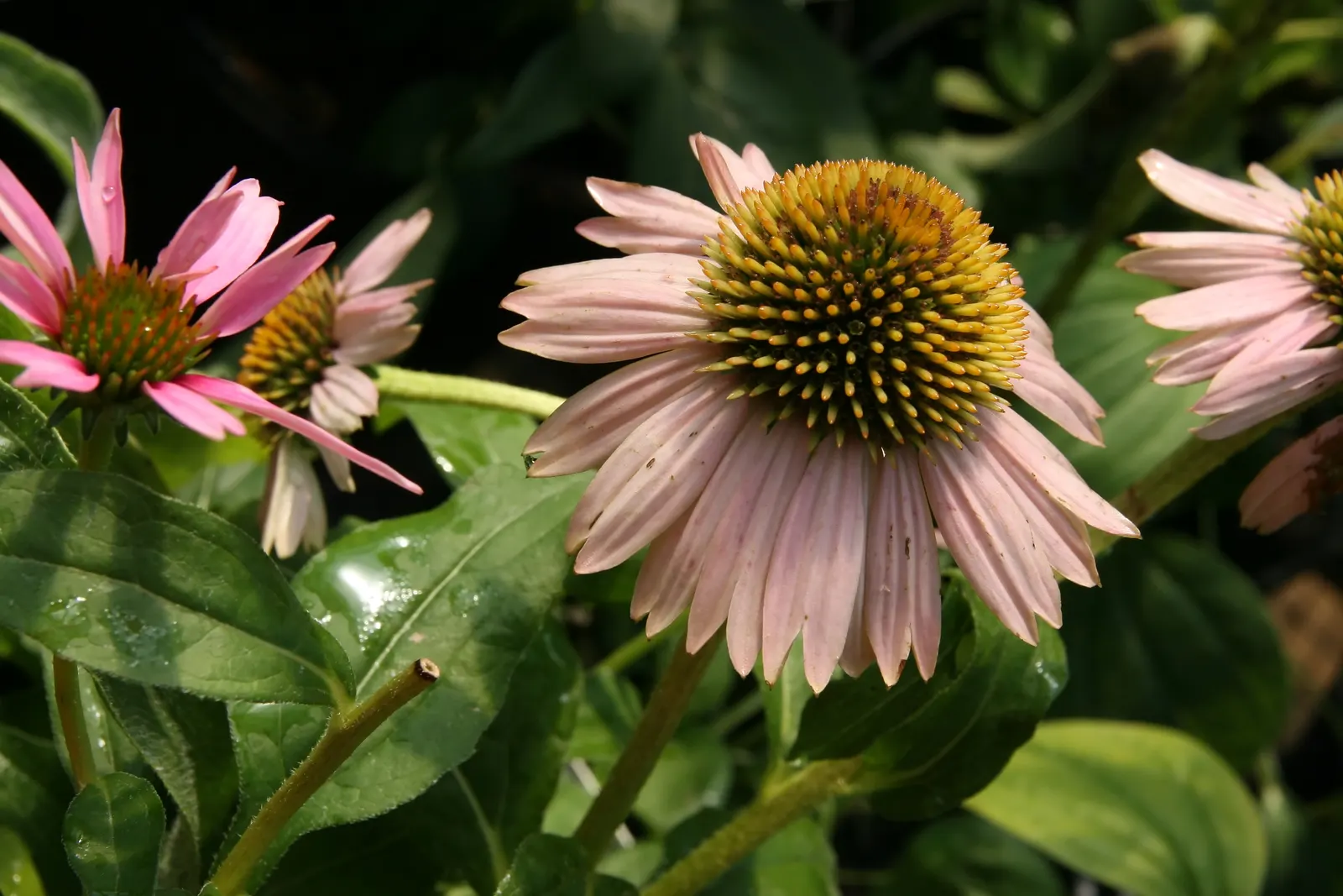 Kim's Knee High Coneflower (Echinacea 'Kim's Knee High') — Kim's Knee High Coneflower (Echinacea 'Kim's Knee High') is a dwarf perennial