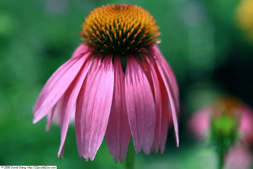 Kim's Knee High Coneflower (Echinacea 'Kim's Knee High') — perfect for smaller gardens