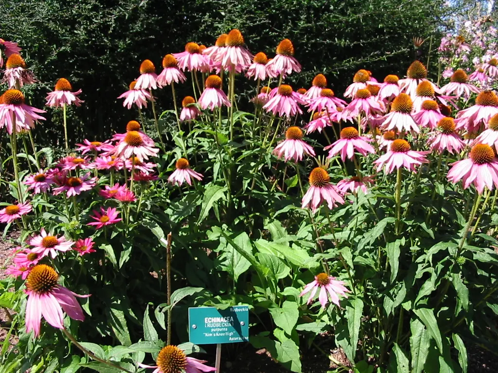 Kim's Knee High Coneflower (Echinacea 'Kim's Knee High') — featuring vibrant pink-purple petals surrounding a prominent cone