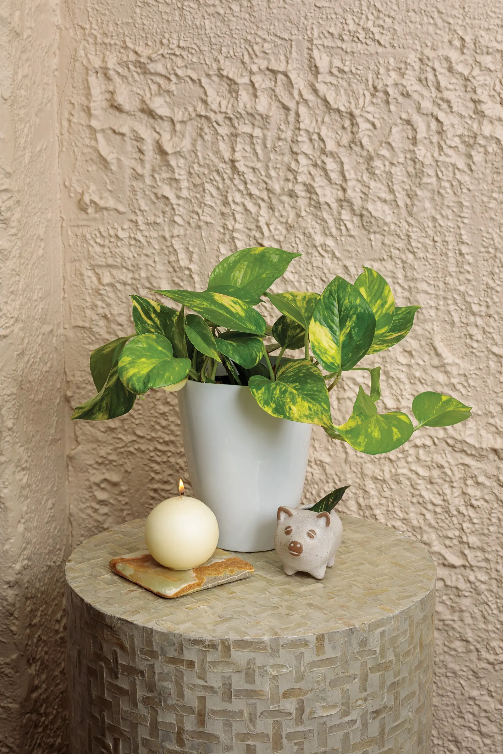 Summer Nights™ Hawaiian Pothos (Epipremnum aureum) — is a climbing/trailing houseplant with spade-shaped green leaves marbled in warm golden variegation