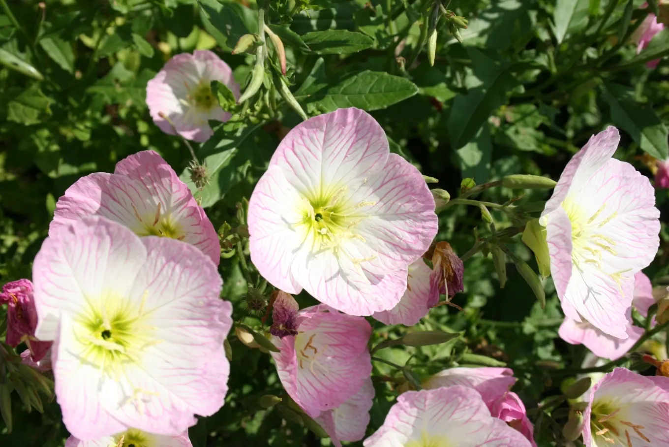 Mexican Evening Primrose (Oenothera Speciosa) — Each bloom measures approximately 2 to 3 inches in diameter, offering a sizeable and showy display; though it