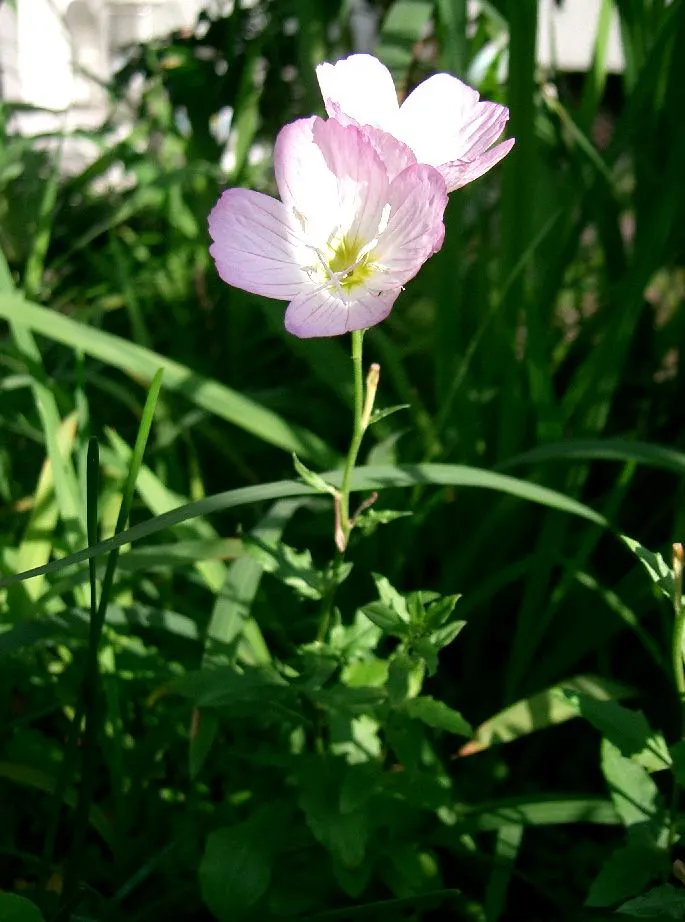 Mexican Evening Primrose (Oenothera Speciosa) — though it can sometimes sprawl to cover more ground with its vigorous growth habit; it thrives in, image 56