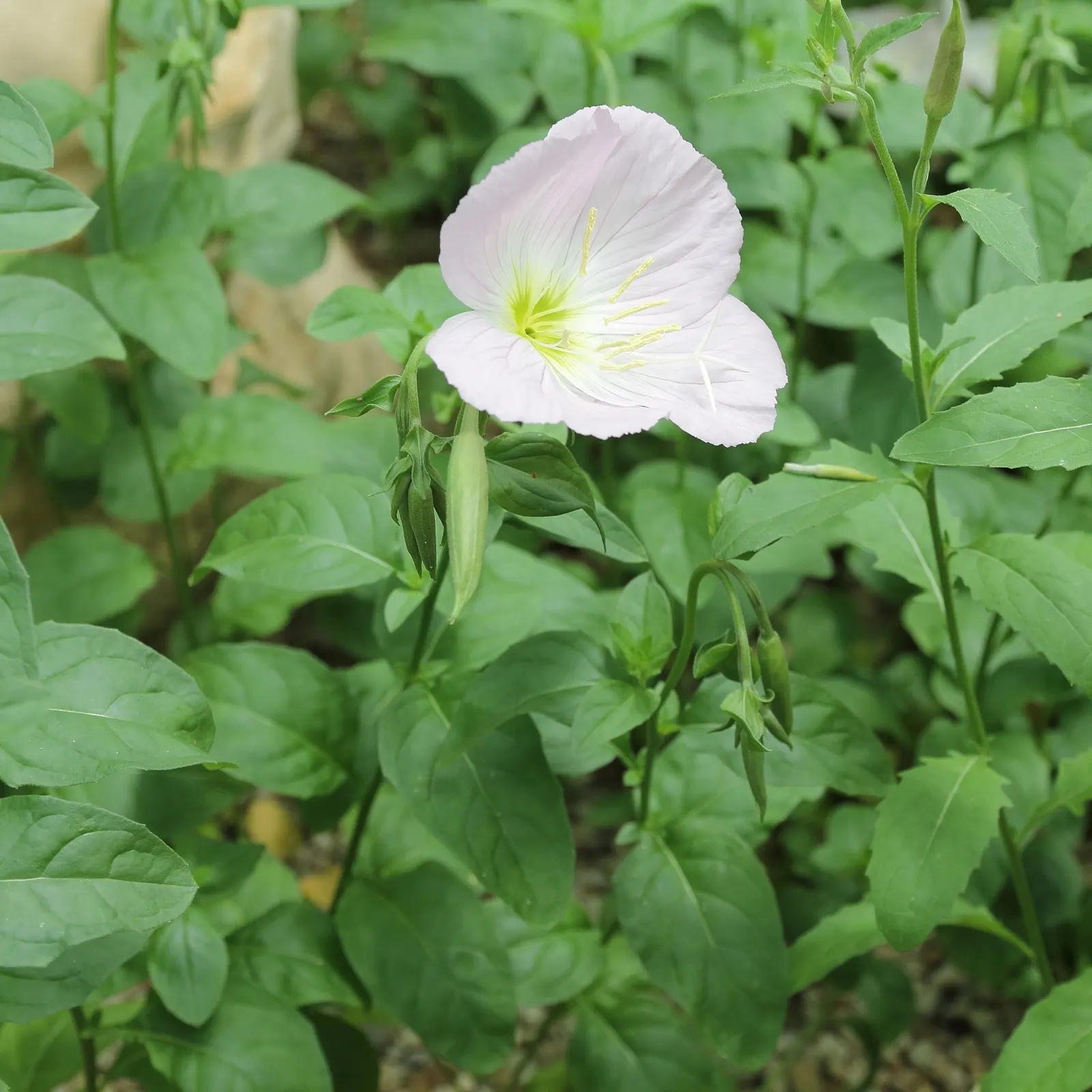Mexican Evening Primrose (Oenothera Speciosa) — perfect for naturalizing in borders or as a ground cover