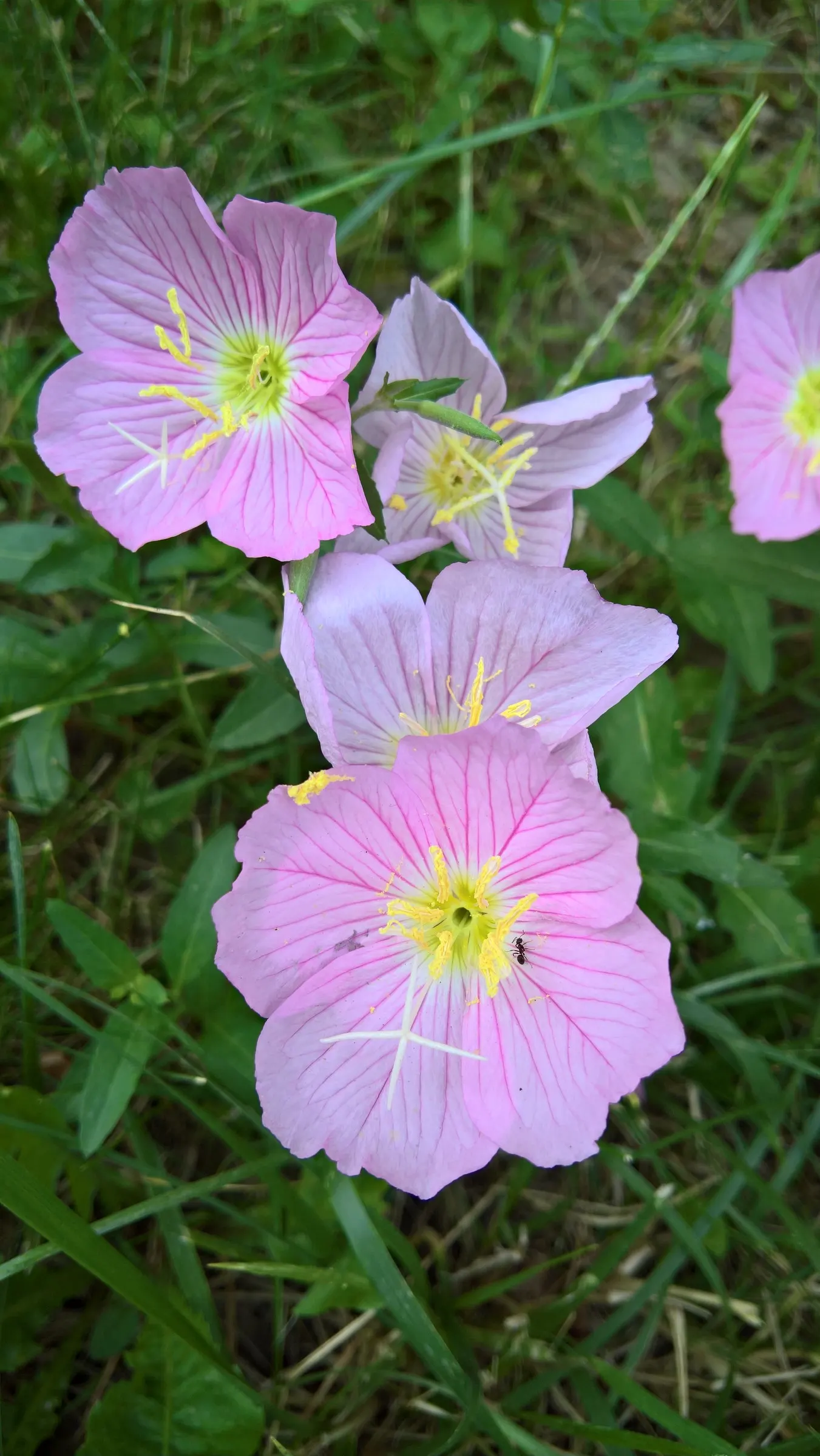 Mexican Evening Primrose (Oenothera Speciosa) — this plant is also a favorite among pollinators