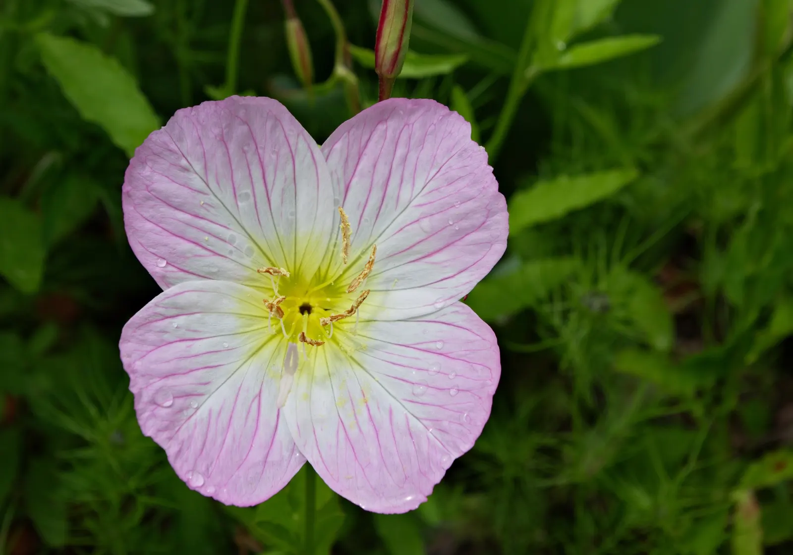 Mexican Evening Primrose (Oenothera Speciosa) — This drought-tolerant spreader can reach up to 24 inches tall and 18 inches wide