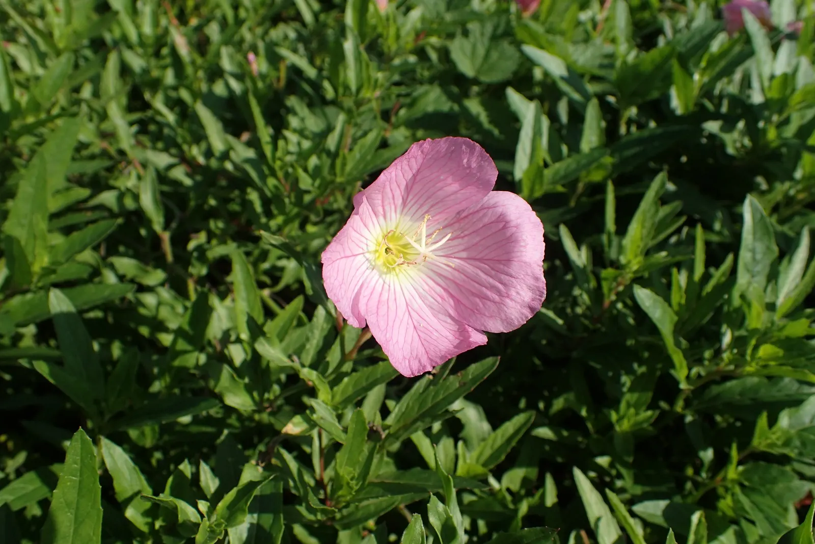 Mexican Evening Primrose (Oenothera Speciosa) — Regular watering establishes robust roots; thereafter, minimal care is needed; ground cover /, image 54