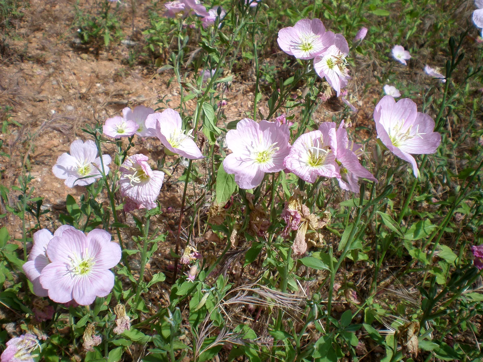 Mexican Evening Primrose (Oenothera Speciosa) — though it prefers well-drained soils; this drought-tolerant spreader can reach up to 24 inches tall and 18