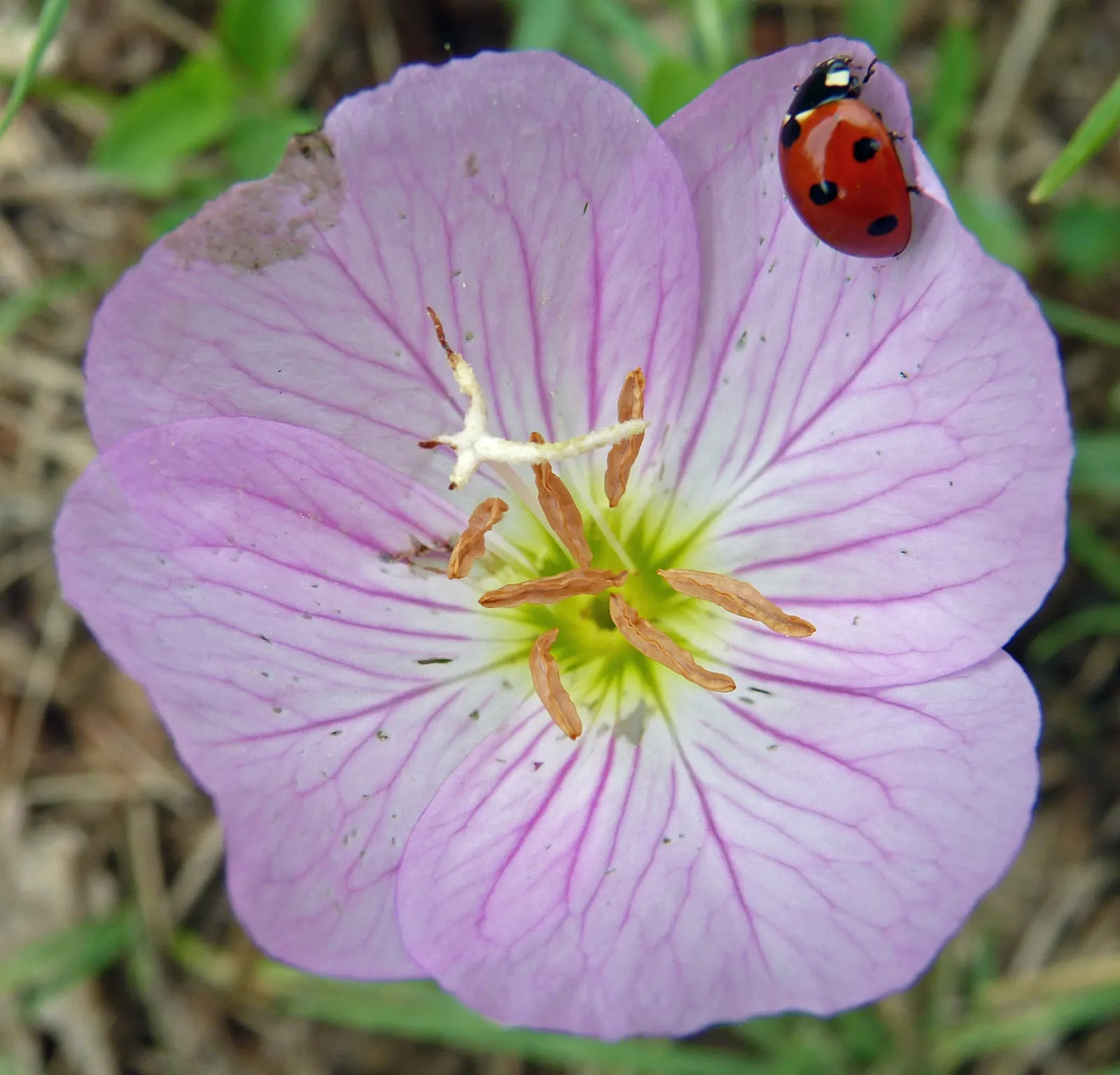 Mexican Evening Primrose (Oenothera Speciosa) — though it can sometimes sprawl to cover more ground with its vigorous growth habit