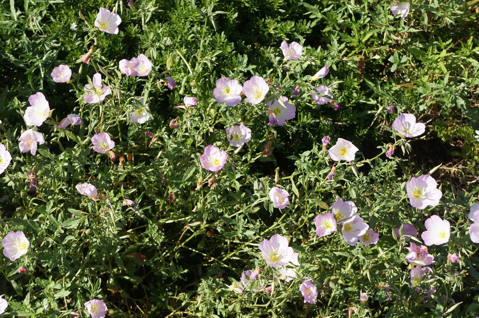 Mexican Evening Primrose (Oenothera Speciosa) — The flowers are known for opening in the evening and closing by the following noon on sunny days, image 63