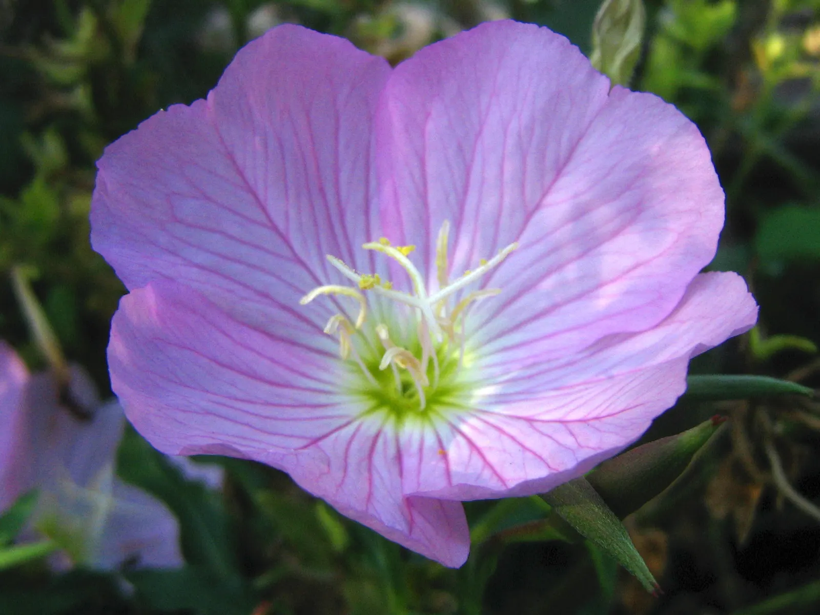 Mexican Evening Primrose (Oenothera Speciosa) — This drought-tolerant spreader can reach up to 24 inches tall and 18 inches wide; forming a stark contrast