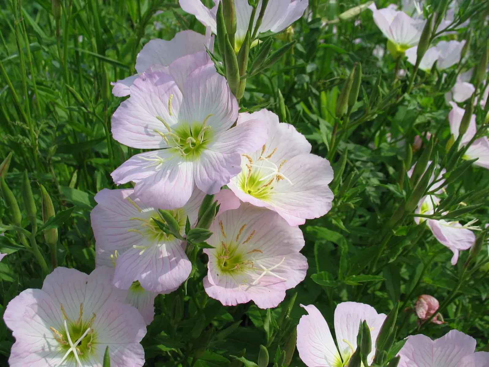 Mexican Evening Primrose (Oenothera Speciosa) — Its foliage is comprised of lance-shaped leaves