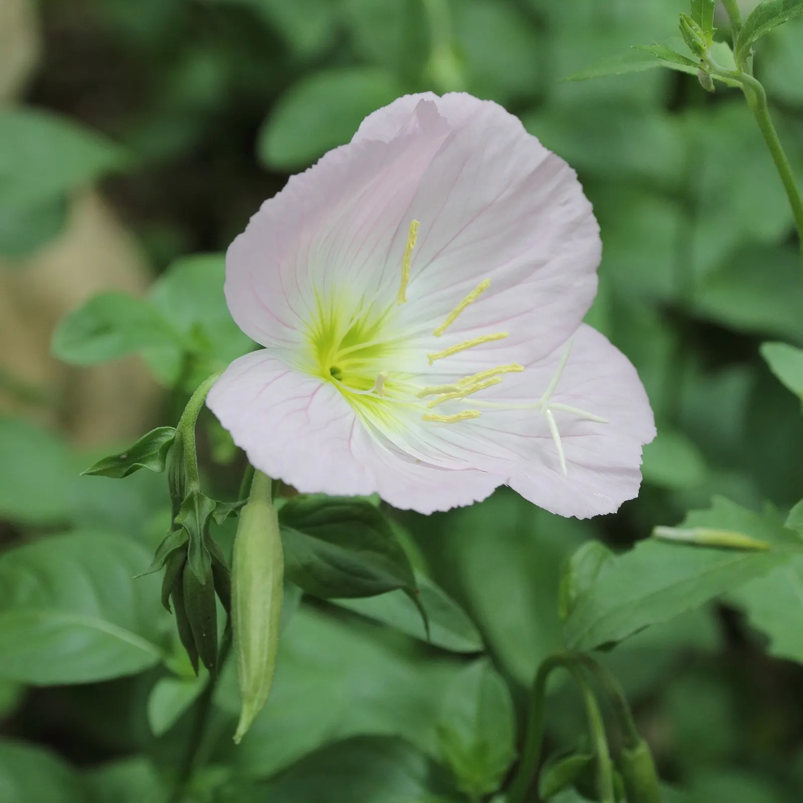 Mexican Evening Primrose (Oenothera Speciosa) — It is drought tolerant once established, making it suitable for xeriscaping or regions with lower, image 66