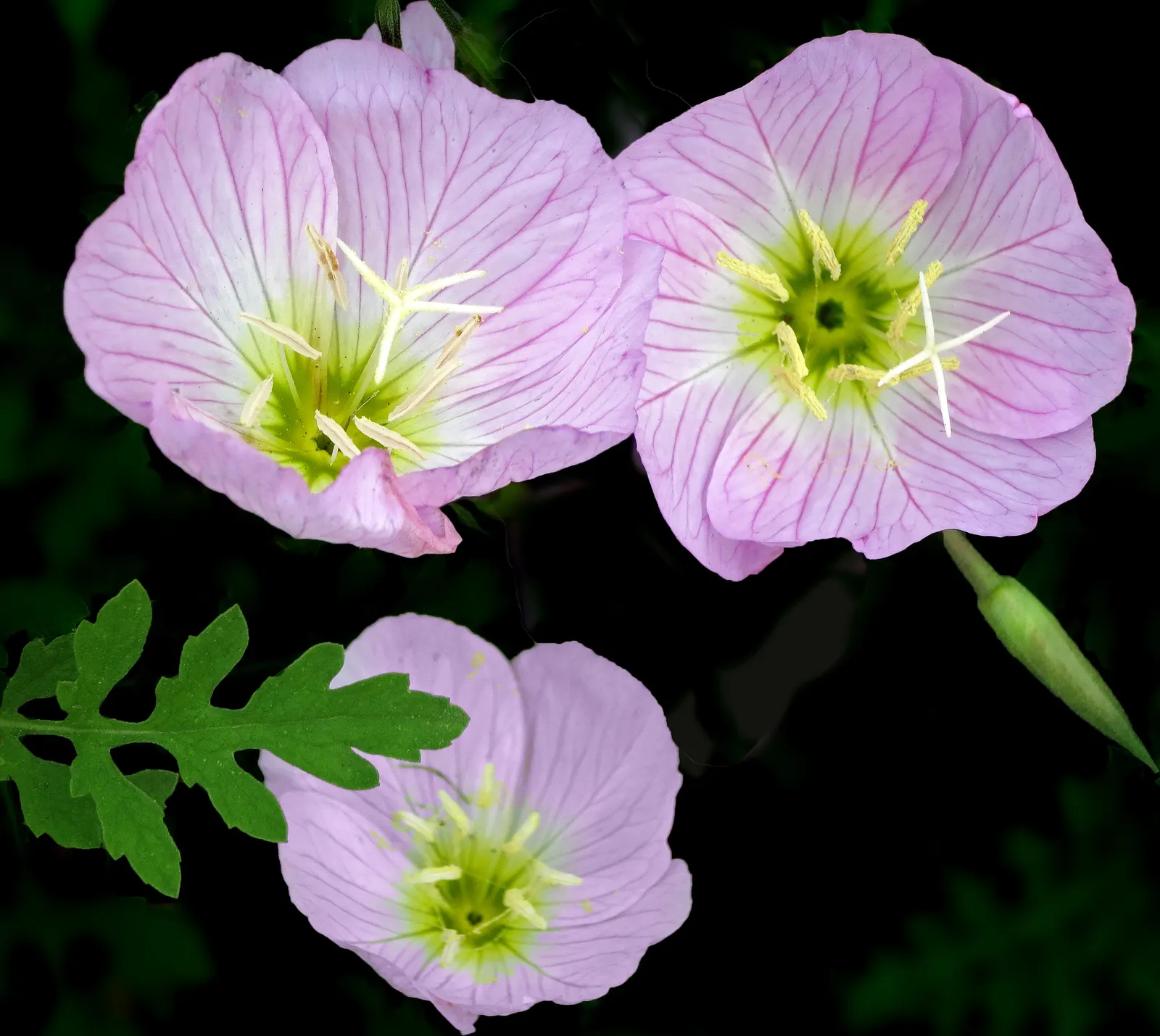 Mexican Evening Primrose (Oenothera Speciosa) — and are covered in fine hairs; cup-shaped blooms that are predominantly pink, image 59