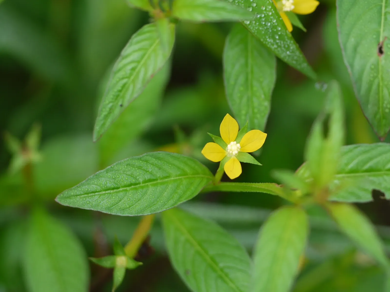 Mexican Evening Primrose (Oenothera Speciosa) — Full sun is ideal for the Mexican Evening Primrose