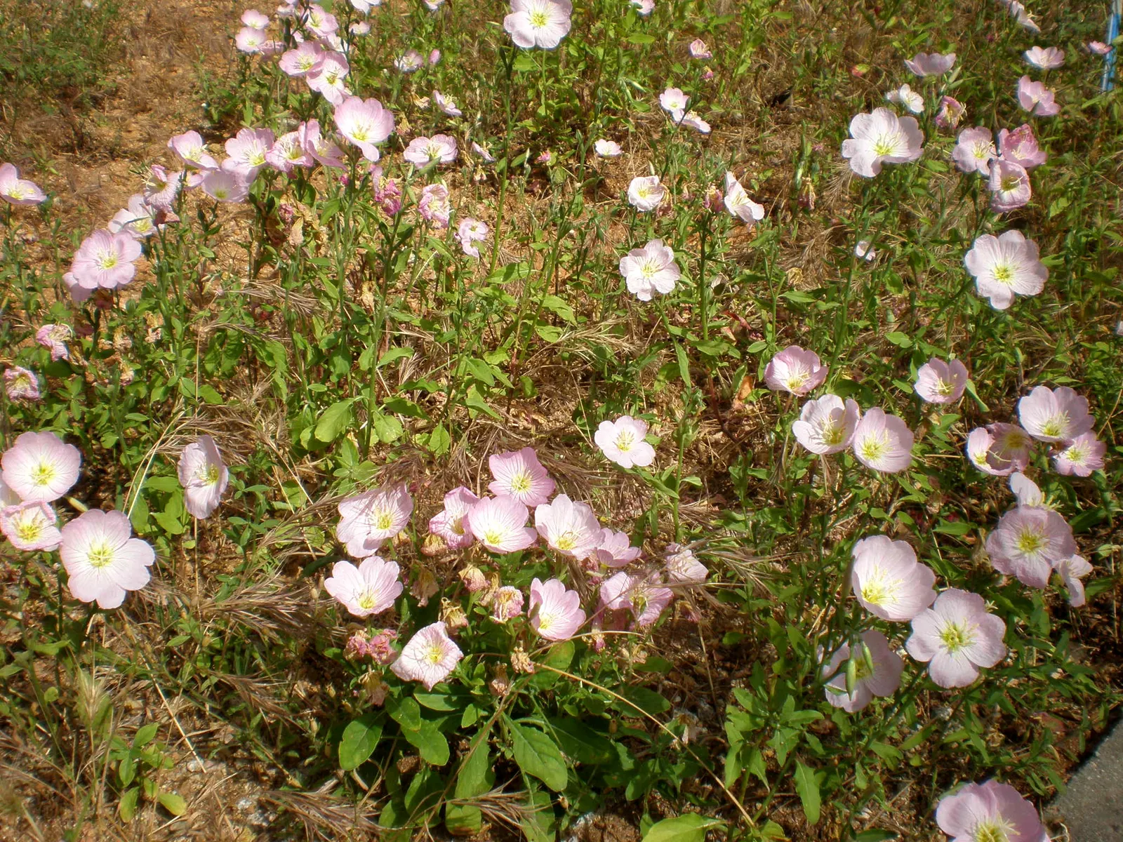 Mexican Evening Primrose (Oenothera Speciosa) — It thrives in hardiness zones 4 through 9 and can tolerate a variety of soil conditions; this plant is also a