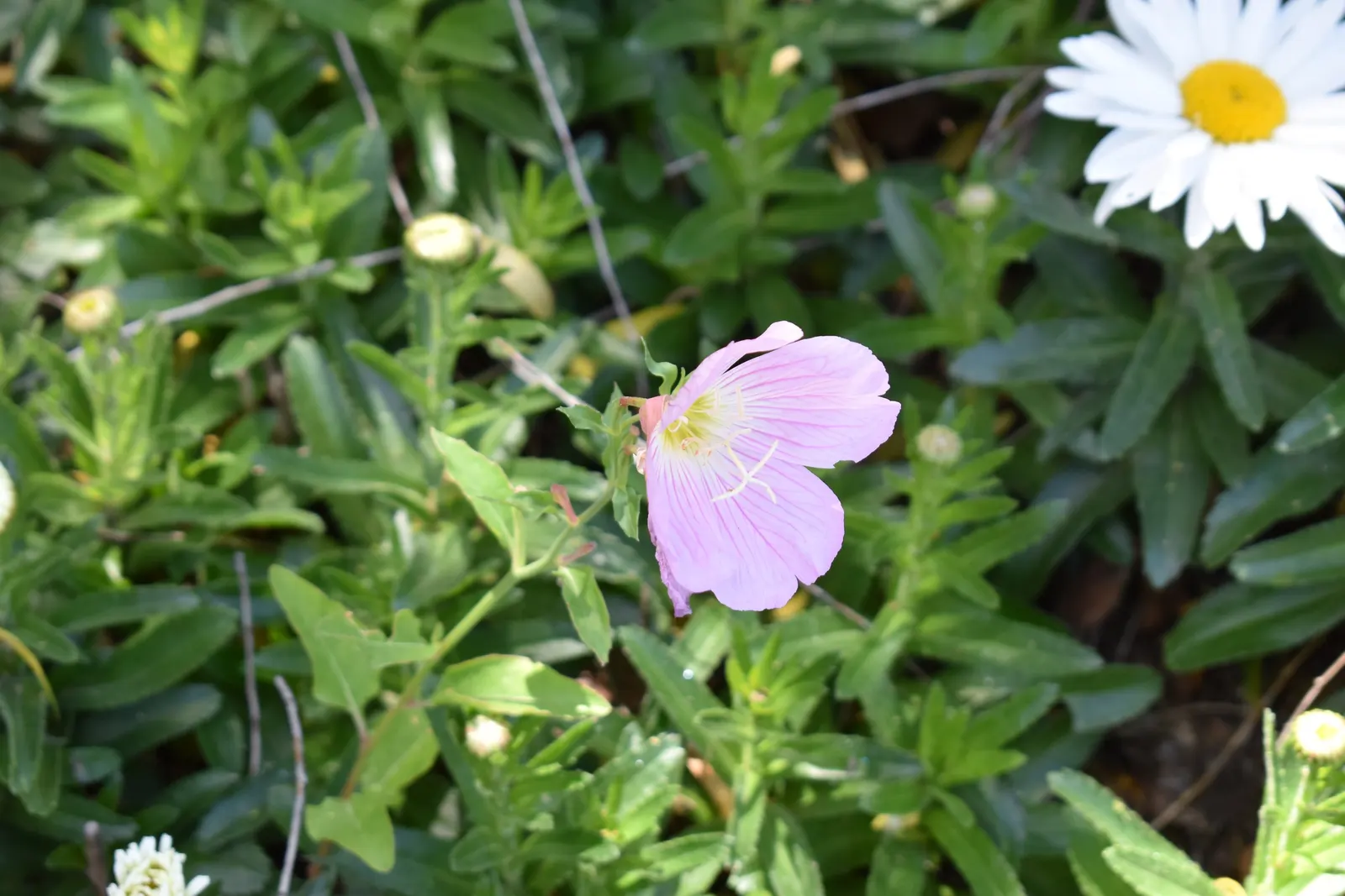 Mexican Evening Primrose (Oenothera Speciosa) — cup-shaped blooms that are predominantly pink; full sun is ideal for the Mexican Evening Primrose, image 60