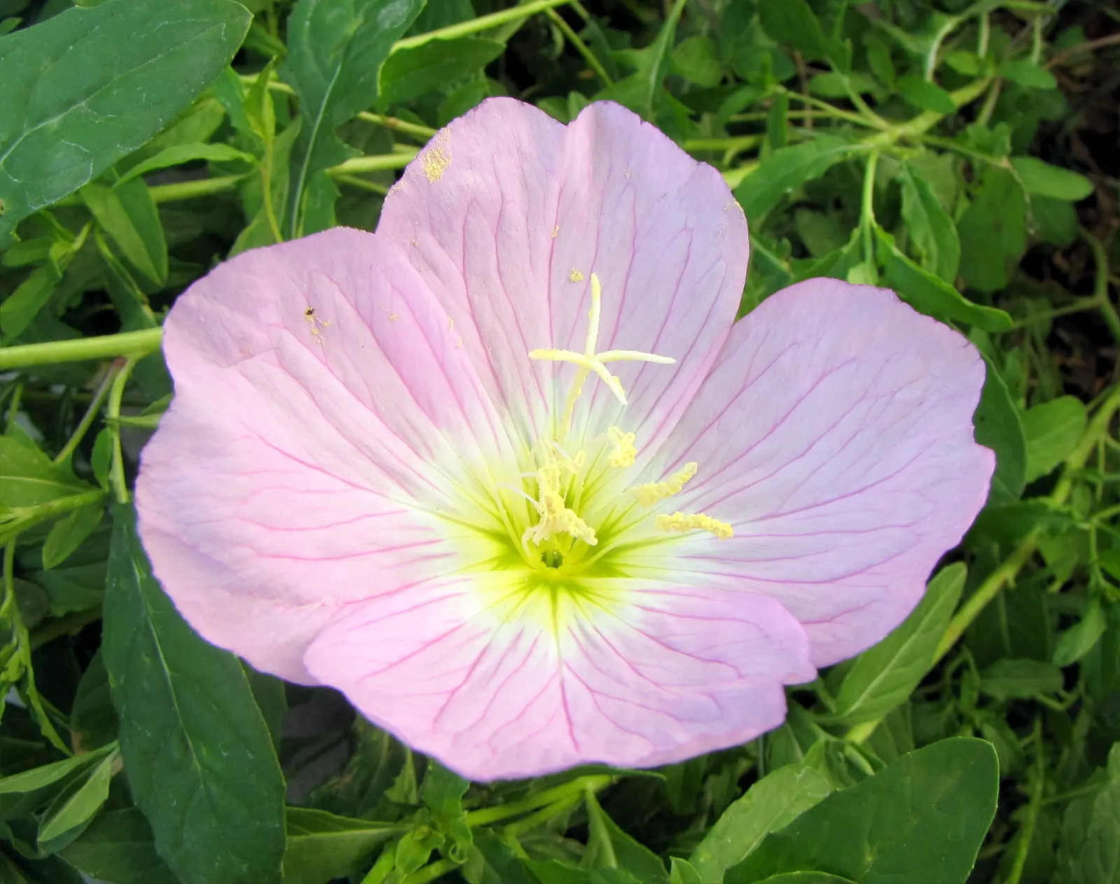 Mexican Evening Primrose (Oenothera Speciosa) — it can tolerate light shade.<br><br>For the client looking to encourage wildlife; is a perennial, image 69