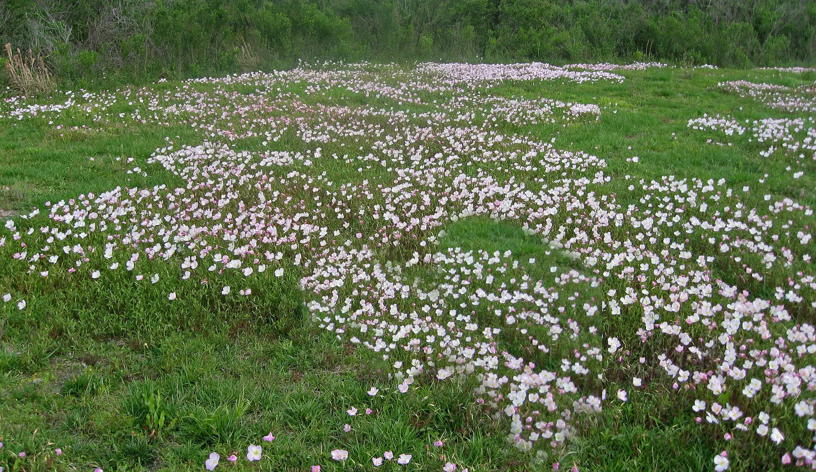 Mexican Evening Primrose (Oenothera Speciosa) — though it prefers well-drained soils