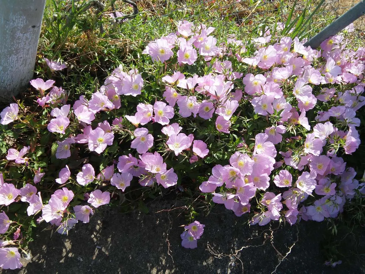 Mexican Evening Primrose (Oenothera Speciosa) — It is drought tolerant once established, making it suitable for xeriscaping or regions with lower rainfall; and