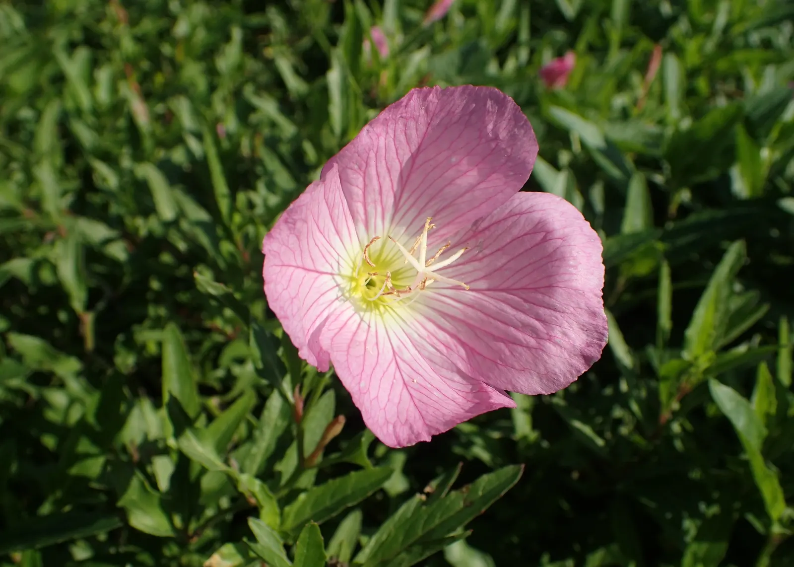 Mexican Evening Primrose (Oenothera Speciosa) — is a perennial flowering plant native to the southwestern United States and Mexico; its foliage is, image 55