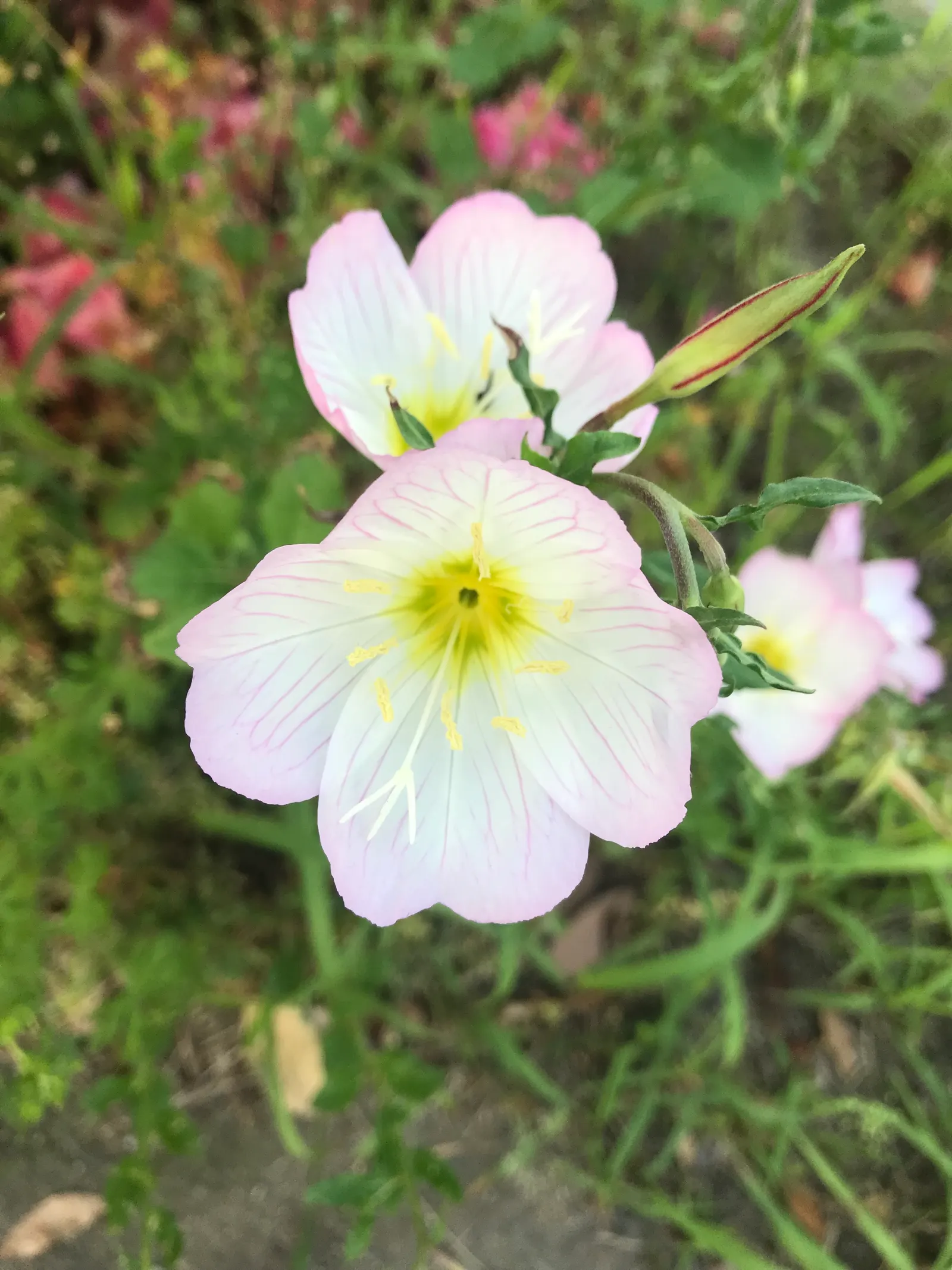 Mexican Evening Primrose (Oenothera Speciosa) — is a perennial flowering plant native to the southwestern United States and Mexico