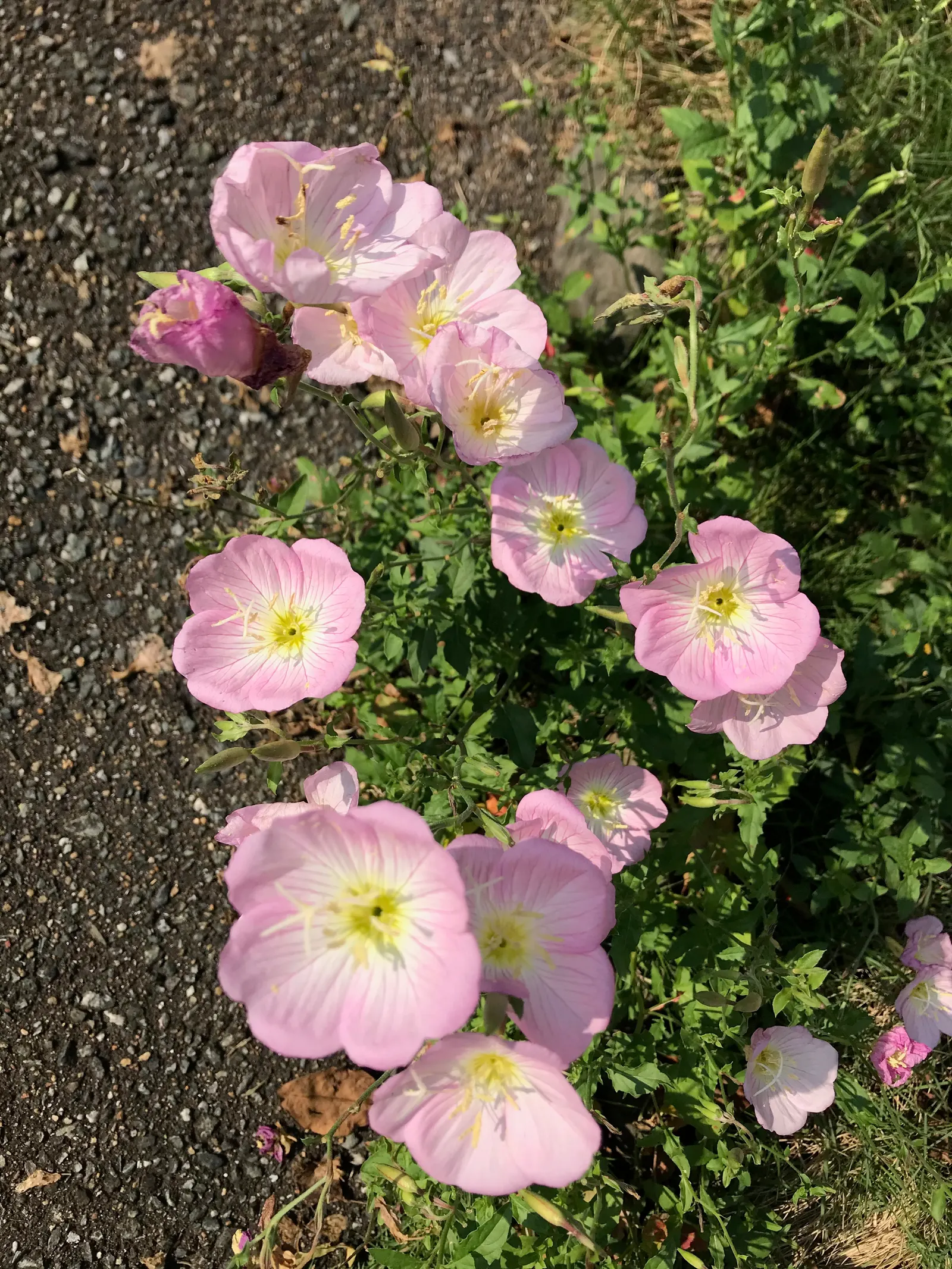 Mexican Evening Primrose (Oenothera Speciosa) — Each bloom measures approximately 2 to 3 inches in diameter, offering a sizeable and showy display, image 62