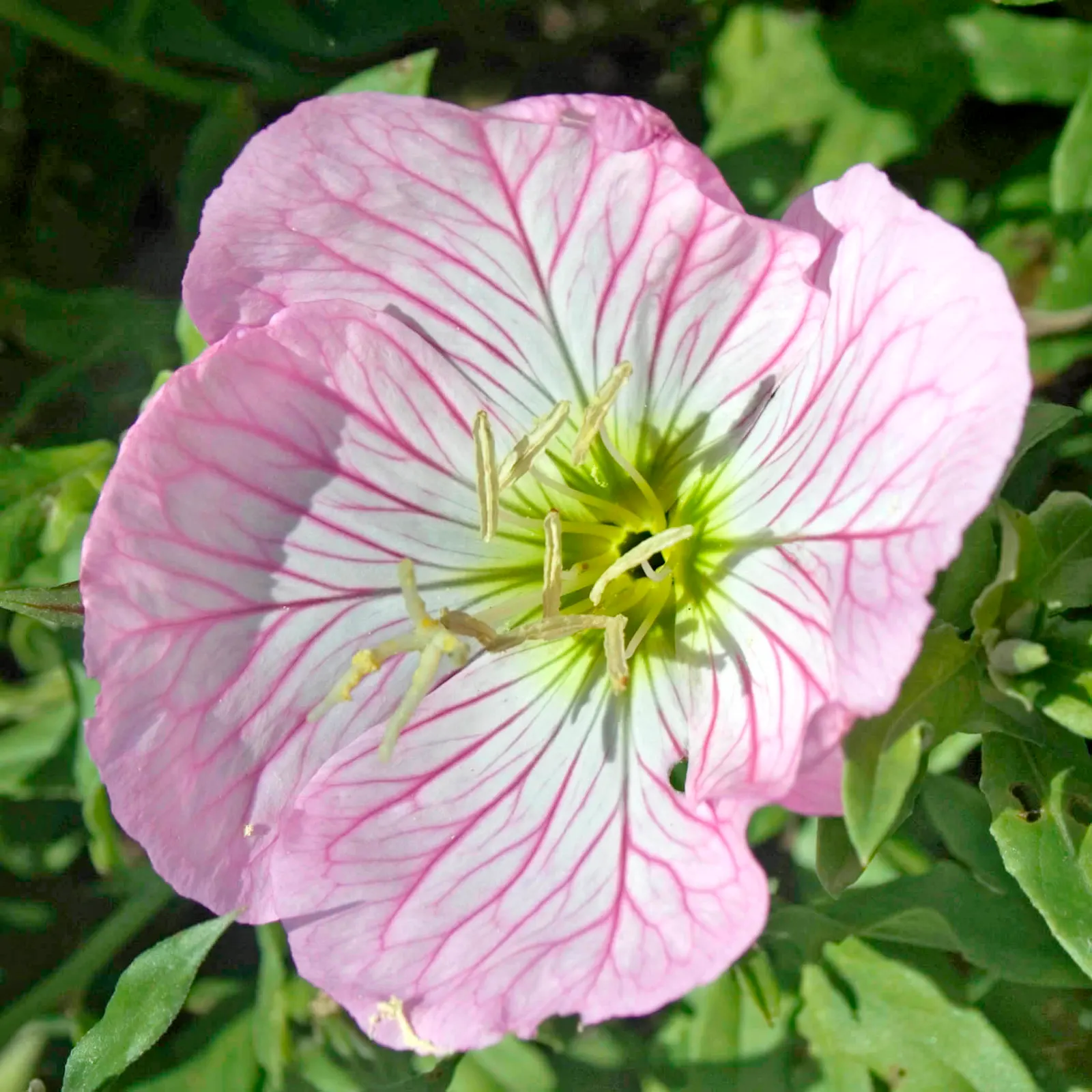 Mexican Evening Primrose (Oenothera Speciosa) — Regular watering establishes robust roots; thereafter, minimal care is needed