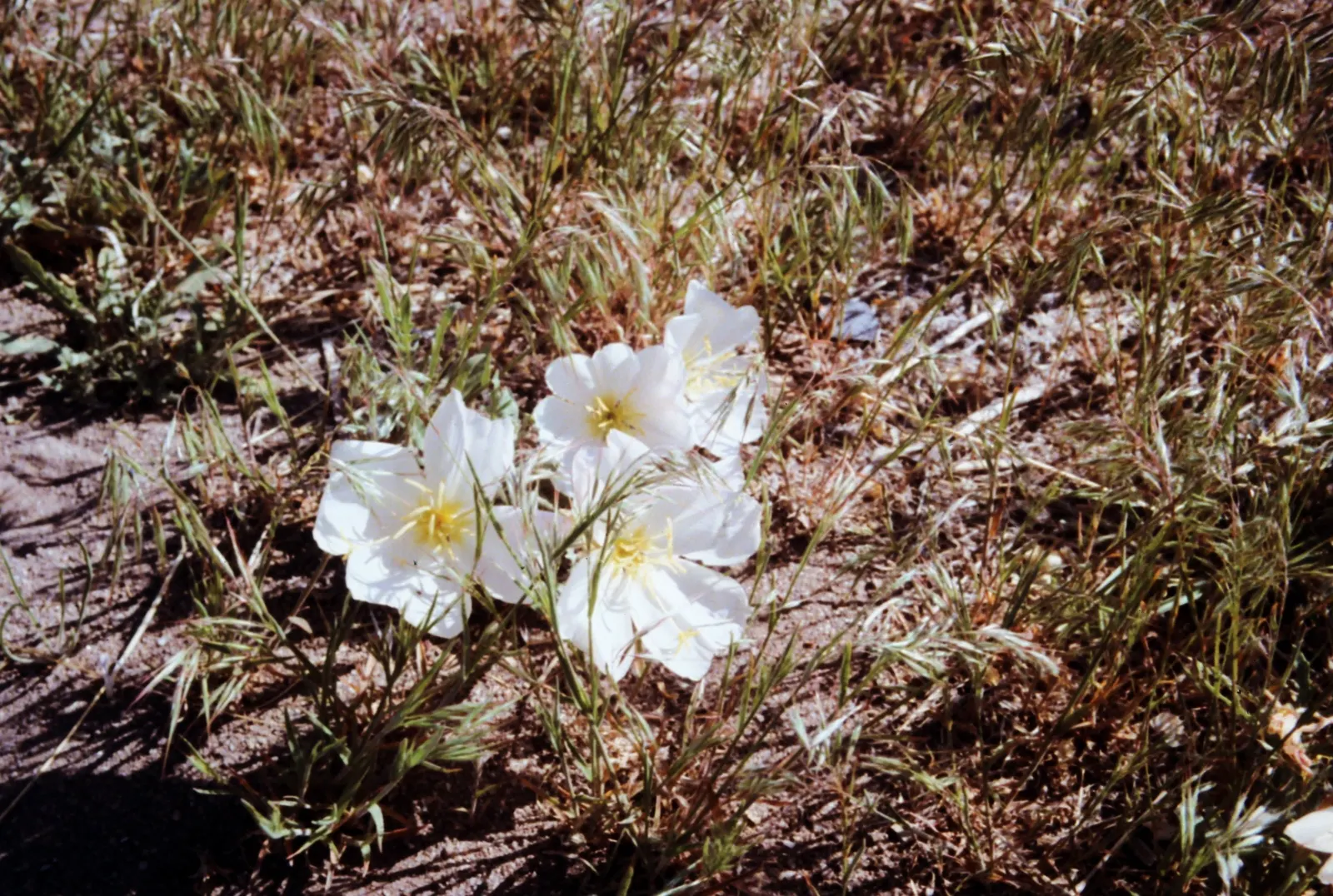Mexican Evening Primrose (Oenothera Speciosa) — pink flowers in the garden