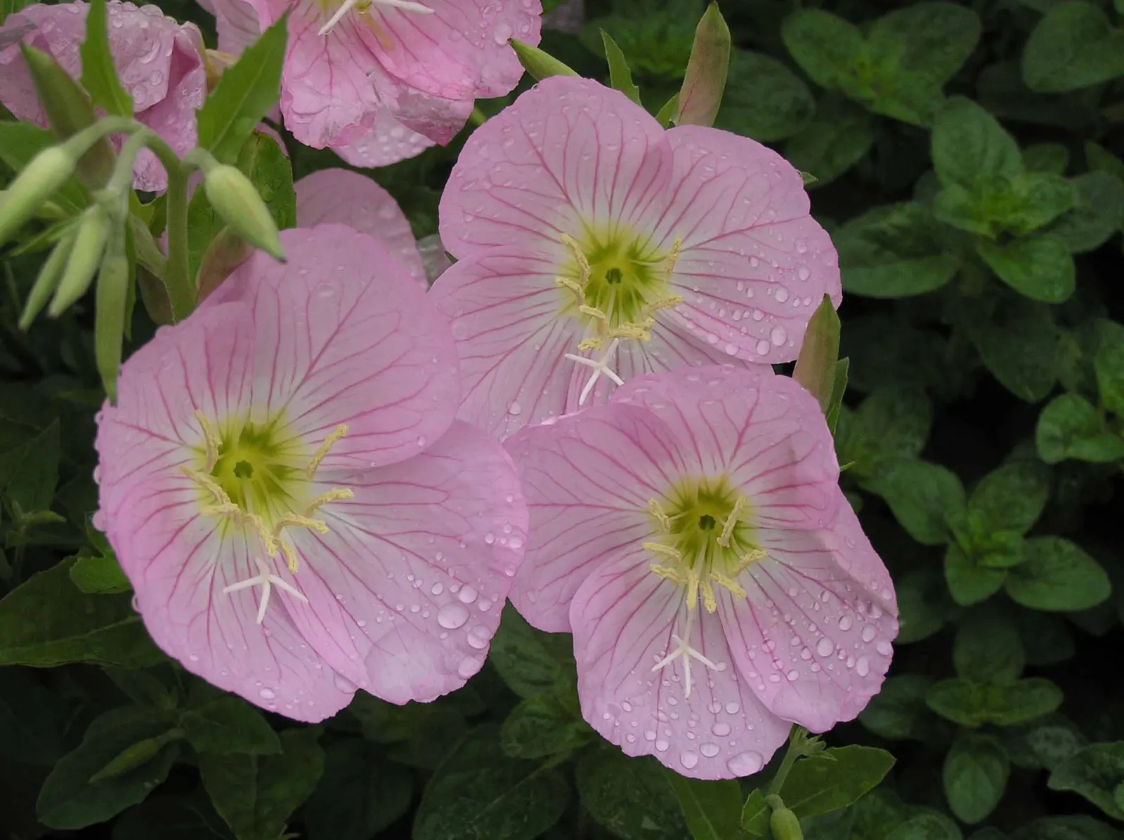 Mexican Evening Primrose (Oenothera Speciosa) — The flowers are known for opening in the evening and closing by the following noon on sunny days, image 38