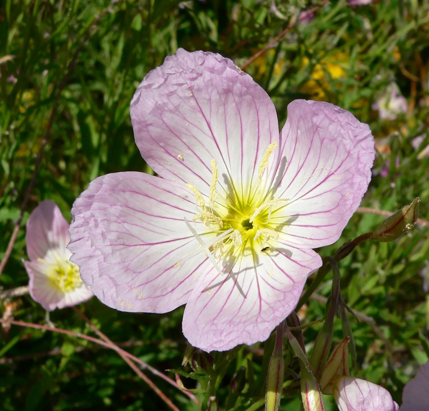 Mexican Evening Primrose (Oenothera Speciosa) — Full sun is ideal for the Mexican Evening Primrose; it is drought tolerant once established, making it suitable