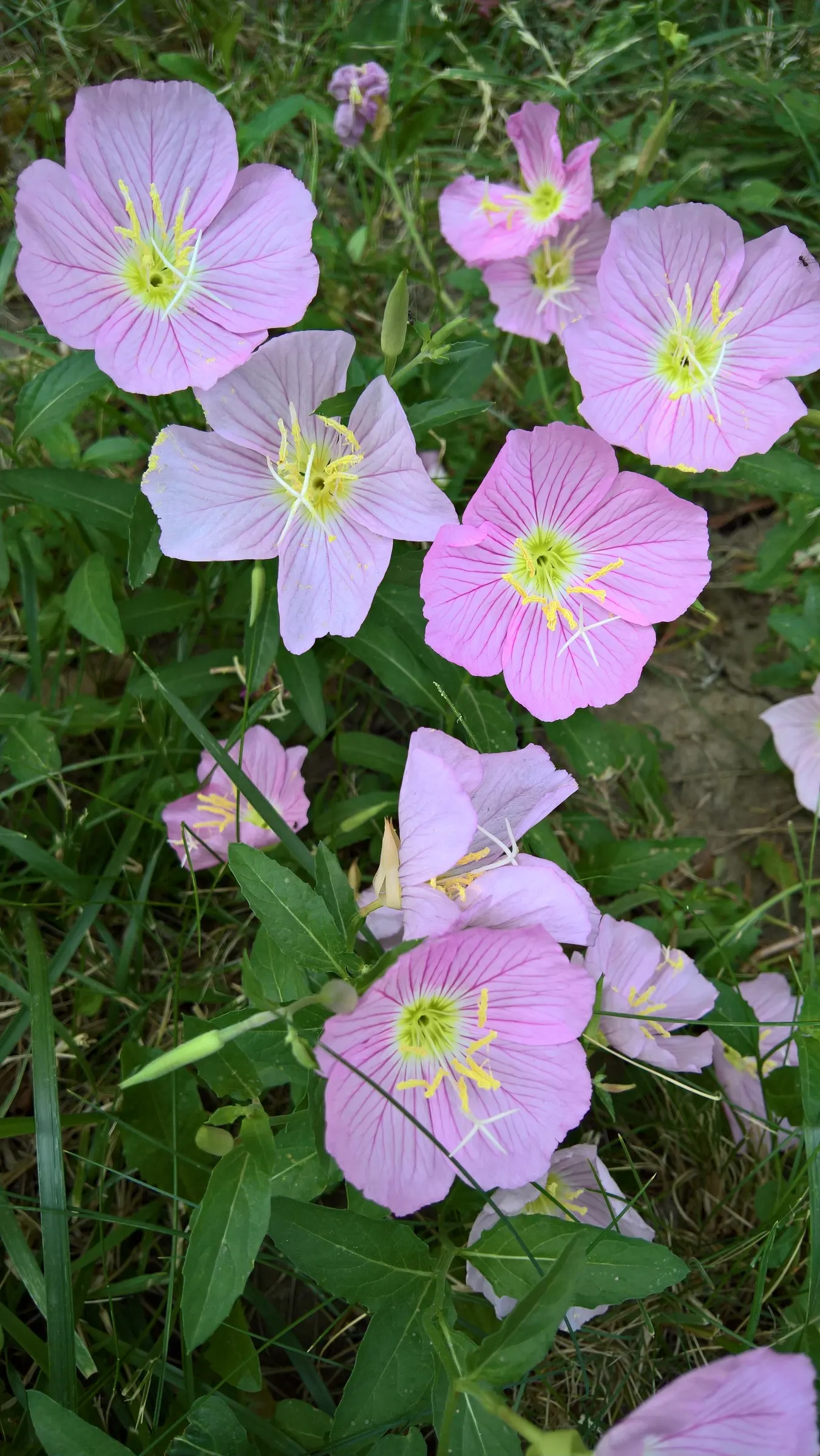 Mexican Evening Primrose (Oenothera Speciosa) — attracting bees and butterflies to its blooms