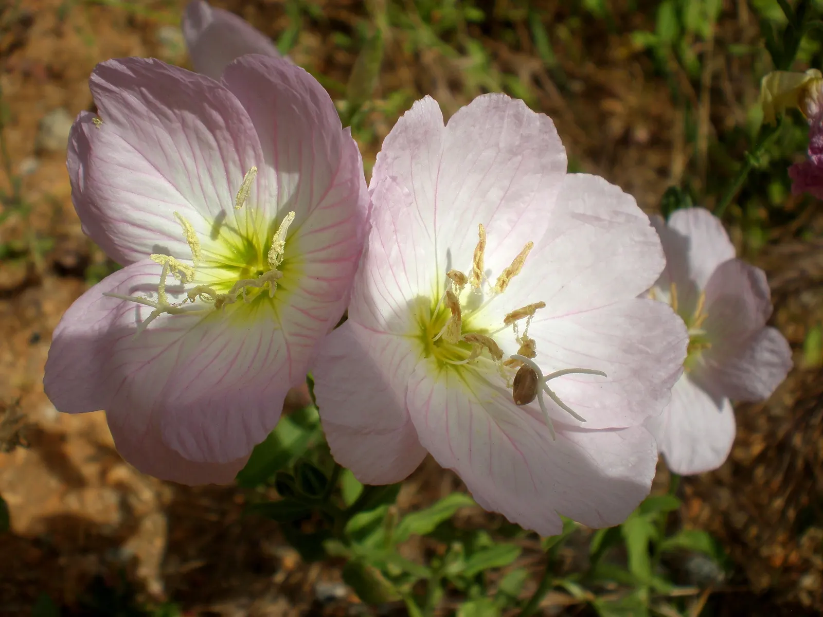 Mexican Evening Primrose (Oenothera Speciosa) — Blooming from late spring through summer, it flourishes in full sun to partial shade and, image 26