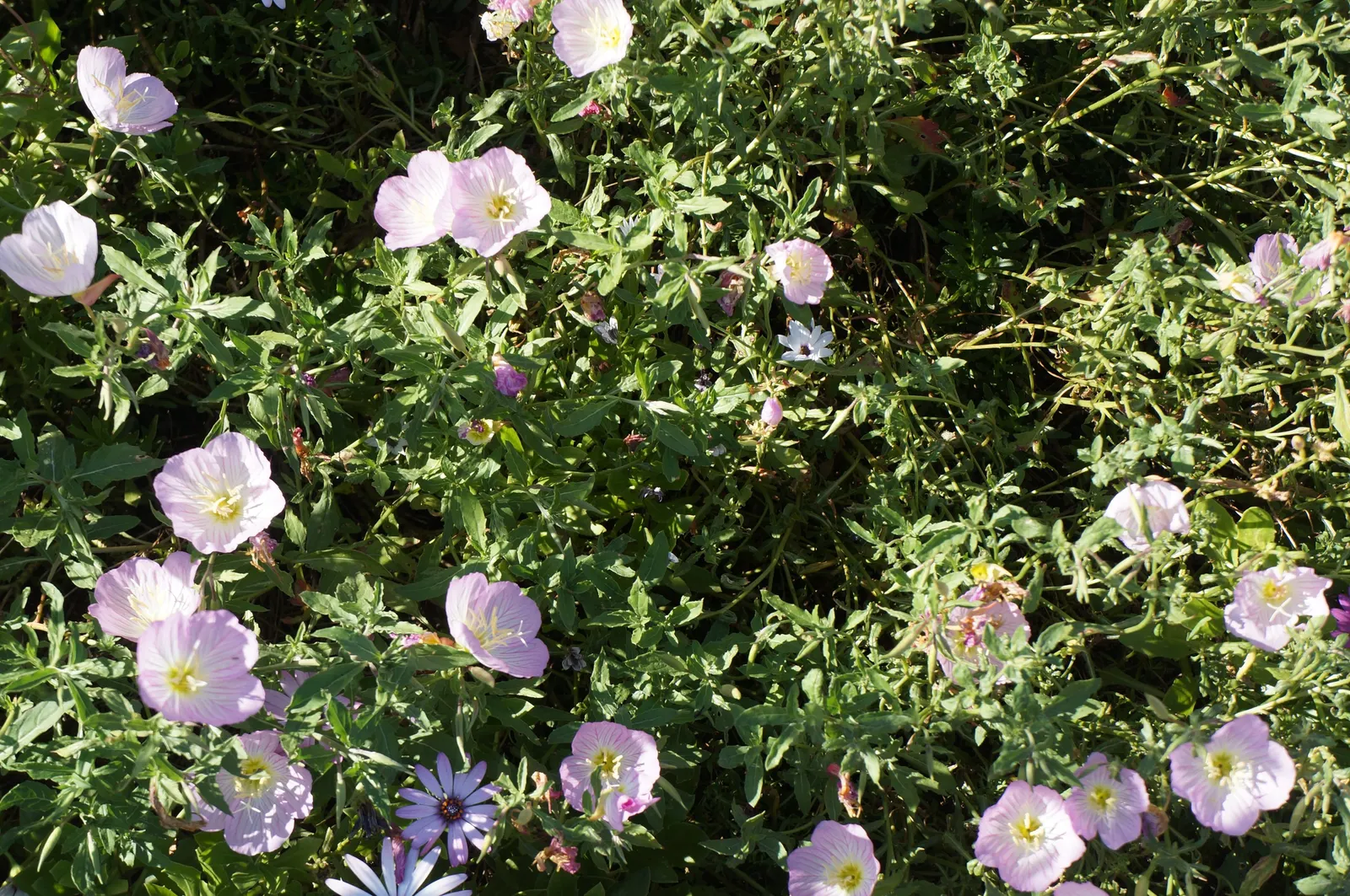 Mexican Evening Primrose (Oenothera Speciosa) — It is drought tolerant once established, making it suitable for xeriscaping or regions with lower rainfall