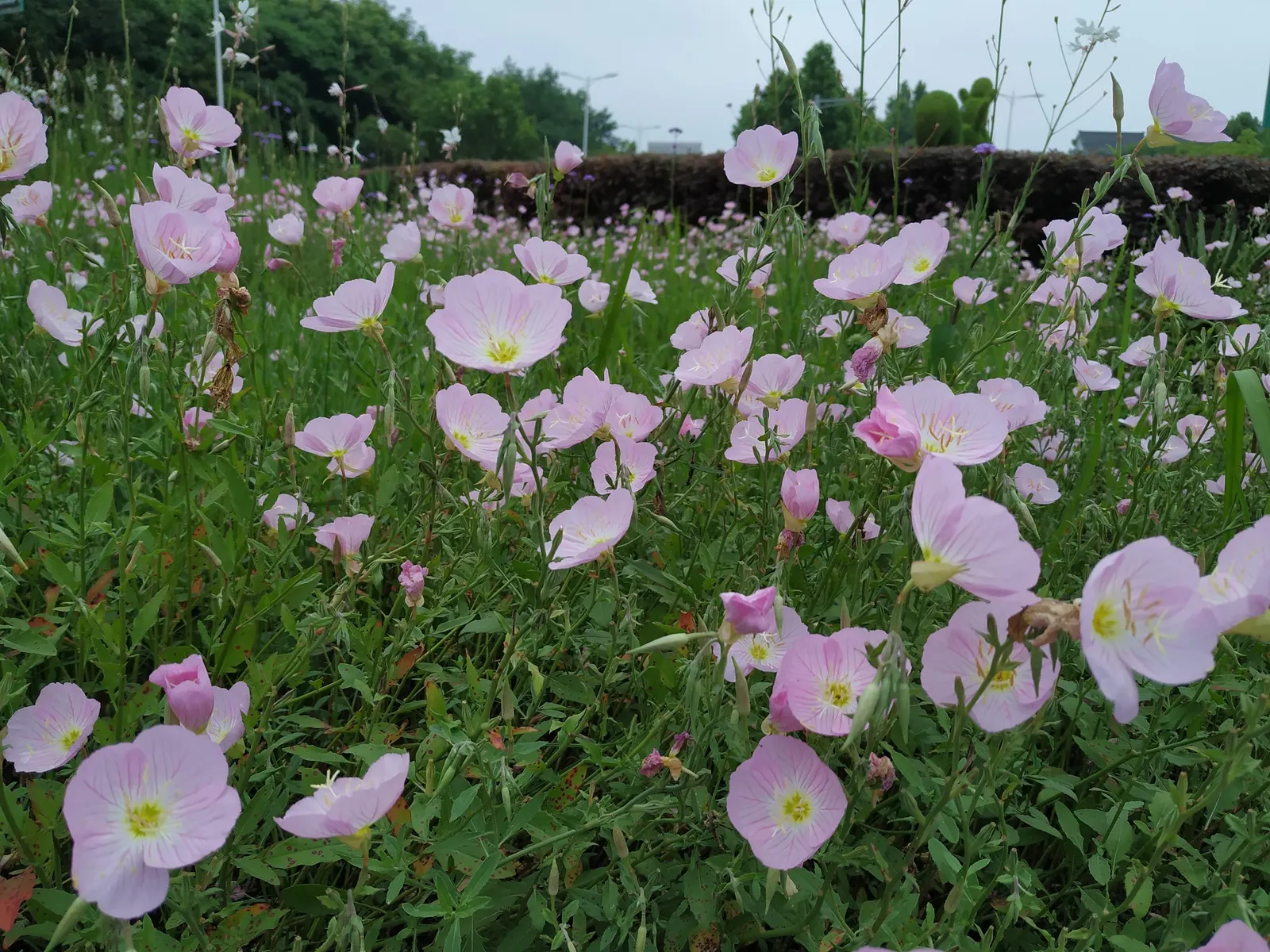 Mexican Evening Primrose (Oenothera Speciosa) — and are covered in fine hairs; cup-shaped blooms that are predominantly pink