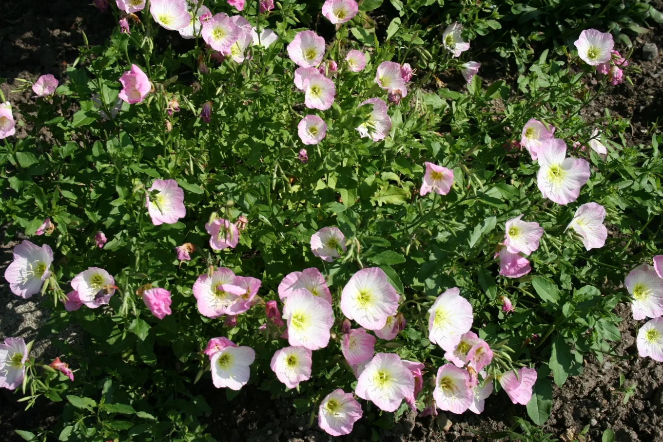 Mexican Evening Primrose (Oenothera Speciosa) — forming a stark contrast against its green foliage; ground cover / perennial with pink blooms, image 61