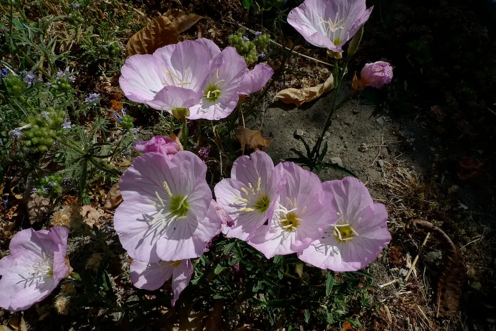Mexican Evening Primrose (Oenothera Speciosa) — Full sun is ideal for the Mexican Evening Primrose; it is drought tolerant once established, making, image 67