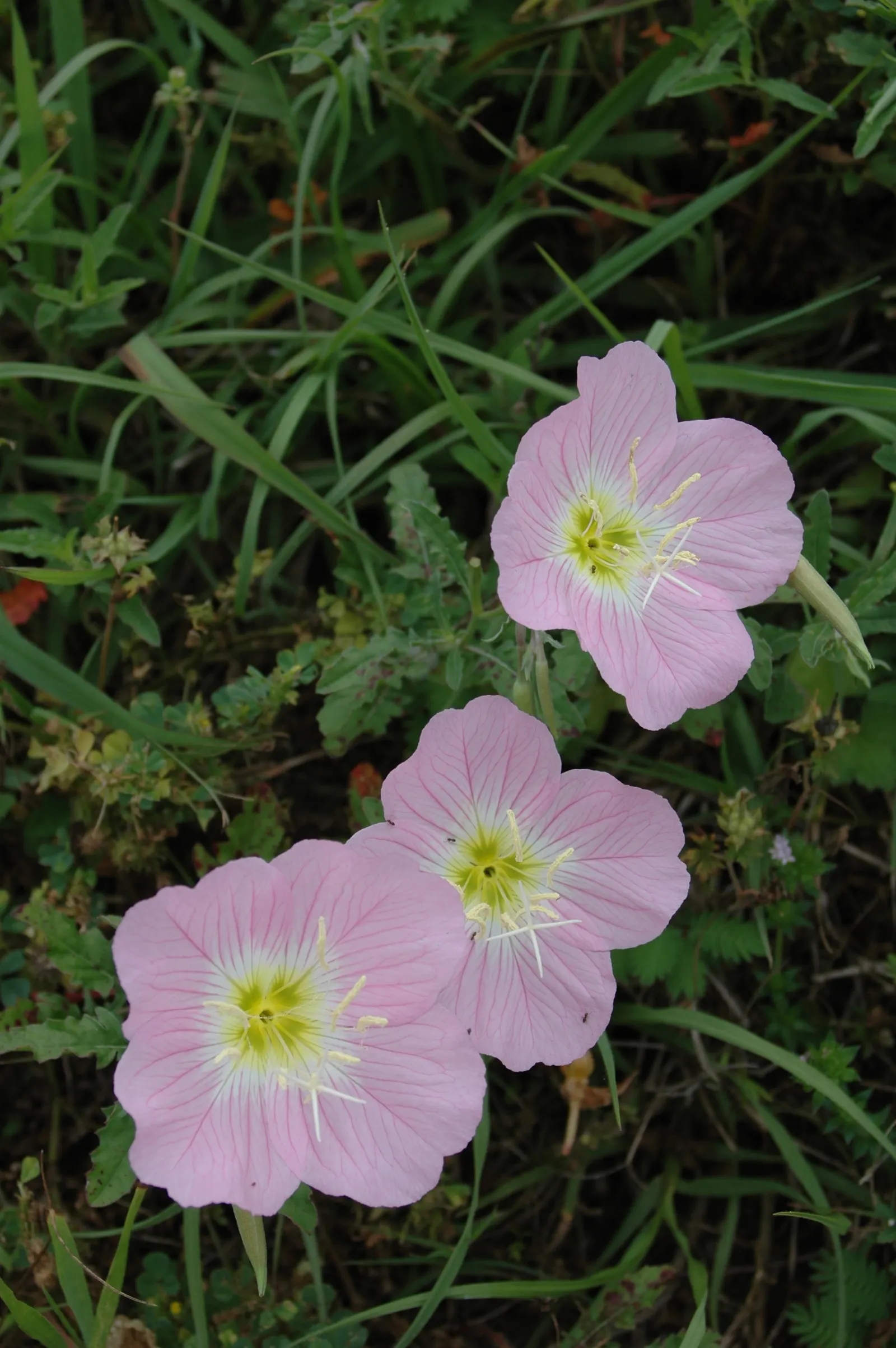 Mexican Evening Primrose (Oenothera Speciosa) — perfect for naturalizing in borders or as a ground cover; which will promote the most bountiful, image 53