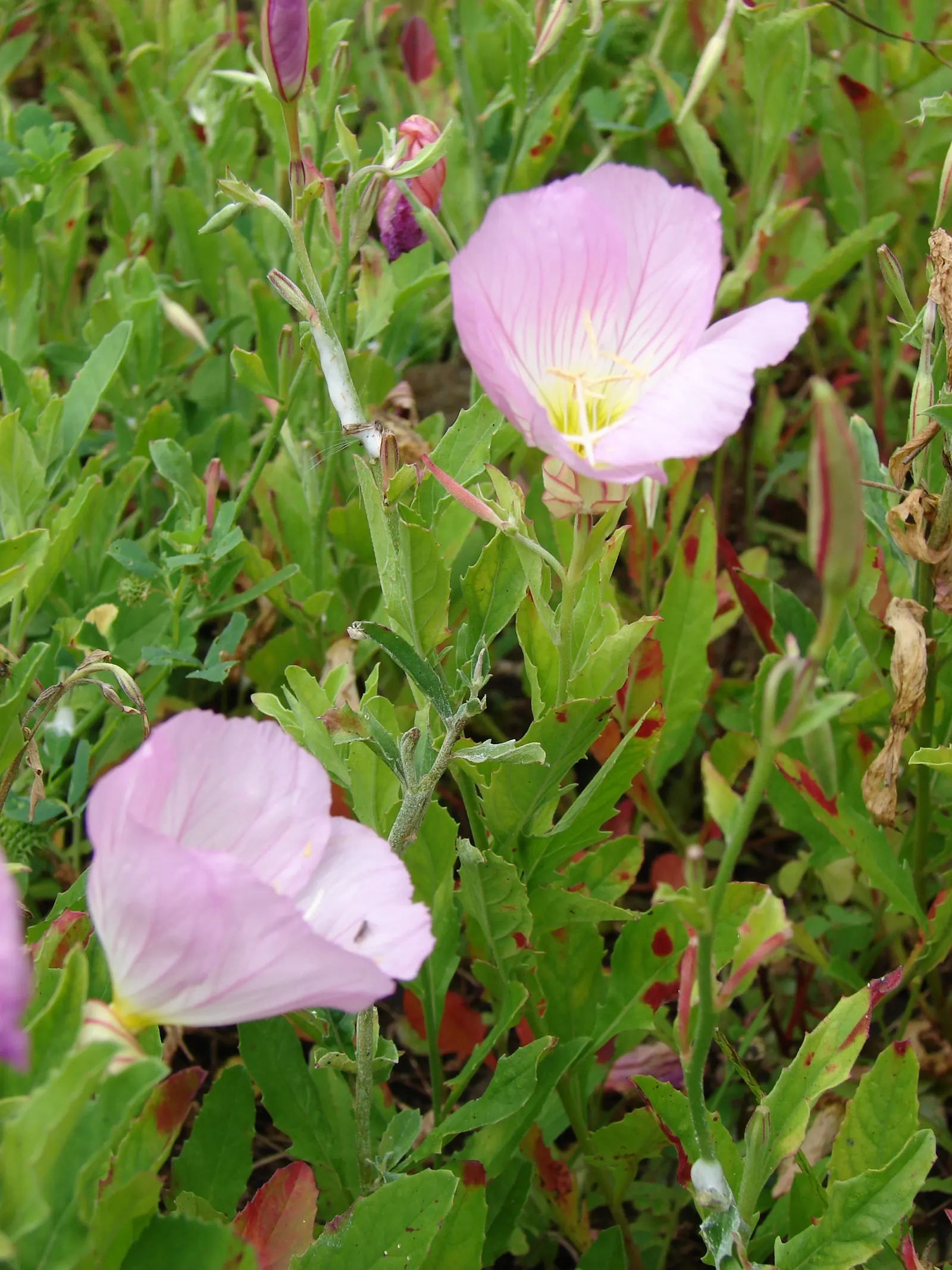 Mexican Evening Primrose (Oenothera Speciosa) — ground cover / perennial for full or half; when planning your garden layout