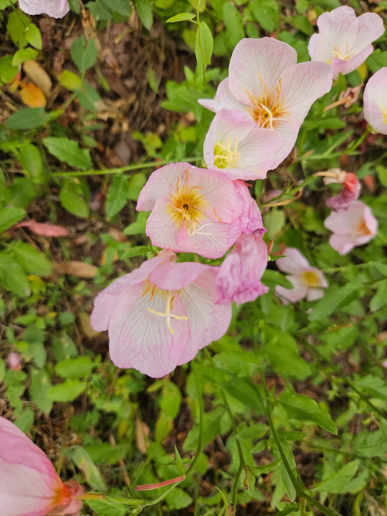 Mexican Evening Primrose (Oenothera Speciosa) — Blooming from late spring through summer, it flourishes in full sun to partial shade and, image 51