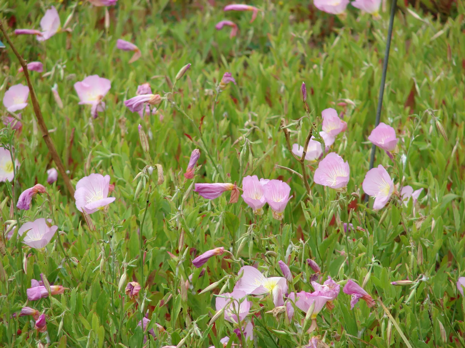 Mexican Evening Primrose (Oenothera Speciosa) — this plant is also a favorite among pollinators; each bloom measures approximately 2 to 3 inches in diameter
