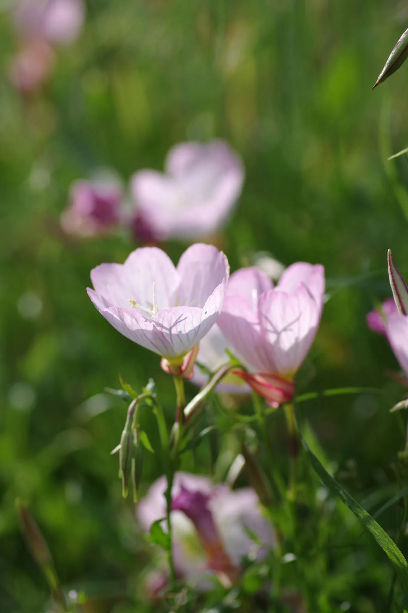 Mexican Evening Primrose (Oenothera Speciosa) — This drought-tolerant spreader can reach up to 24 inches tall and 18 inches wide; forming a stark, image 52
